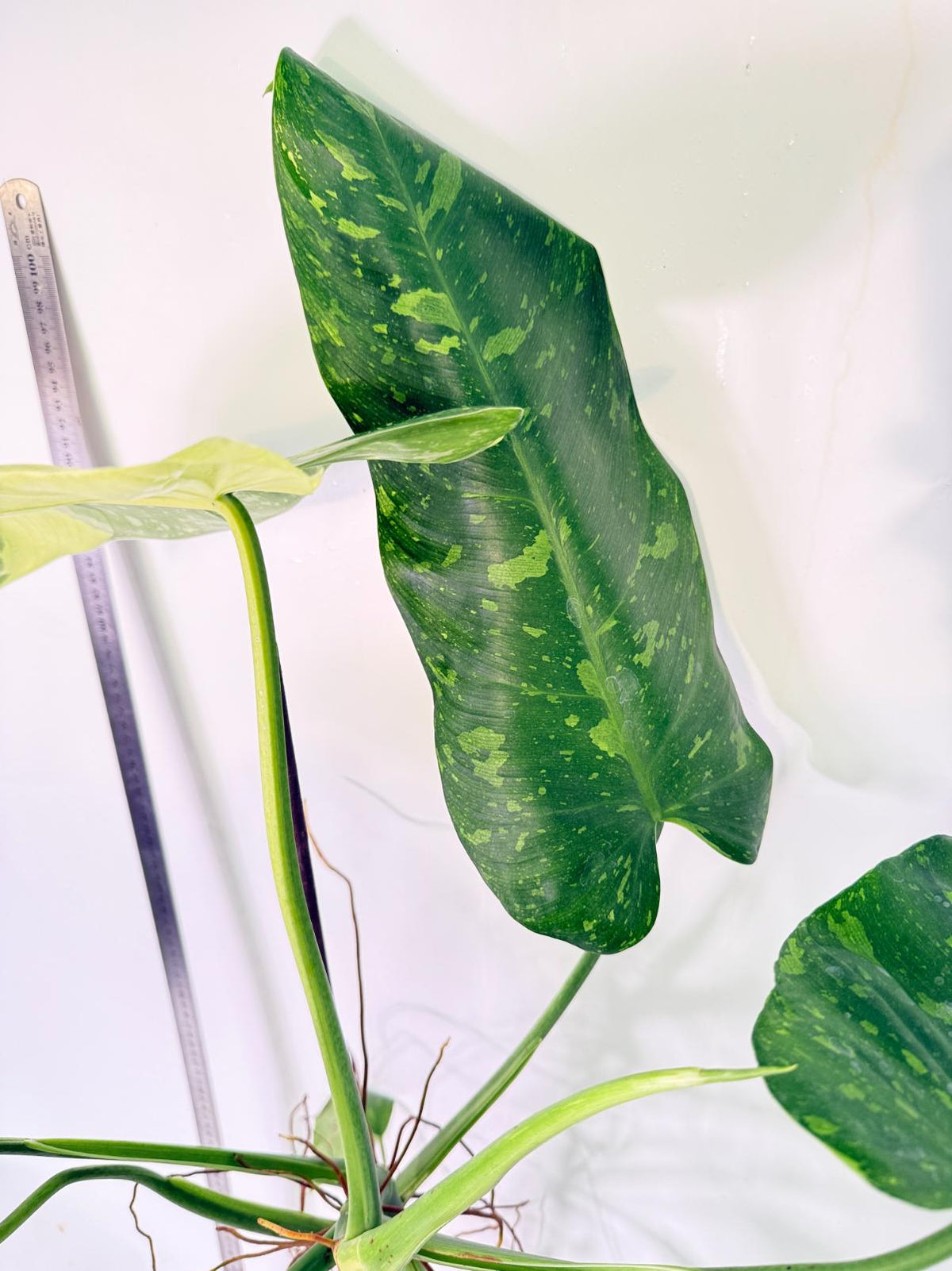 Philodendron Jose Buono variegata XL 10