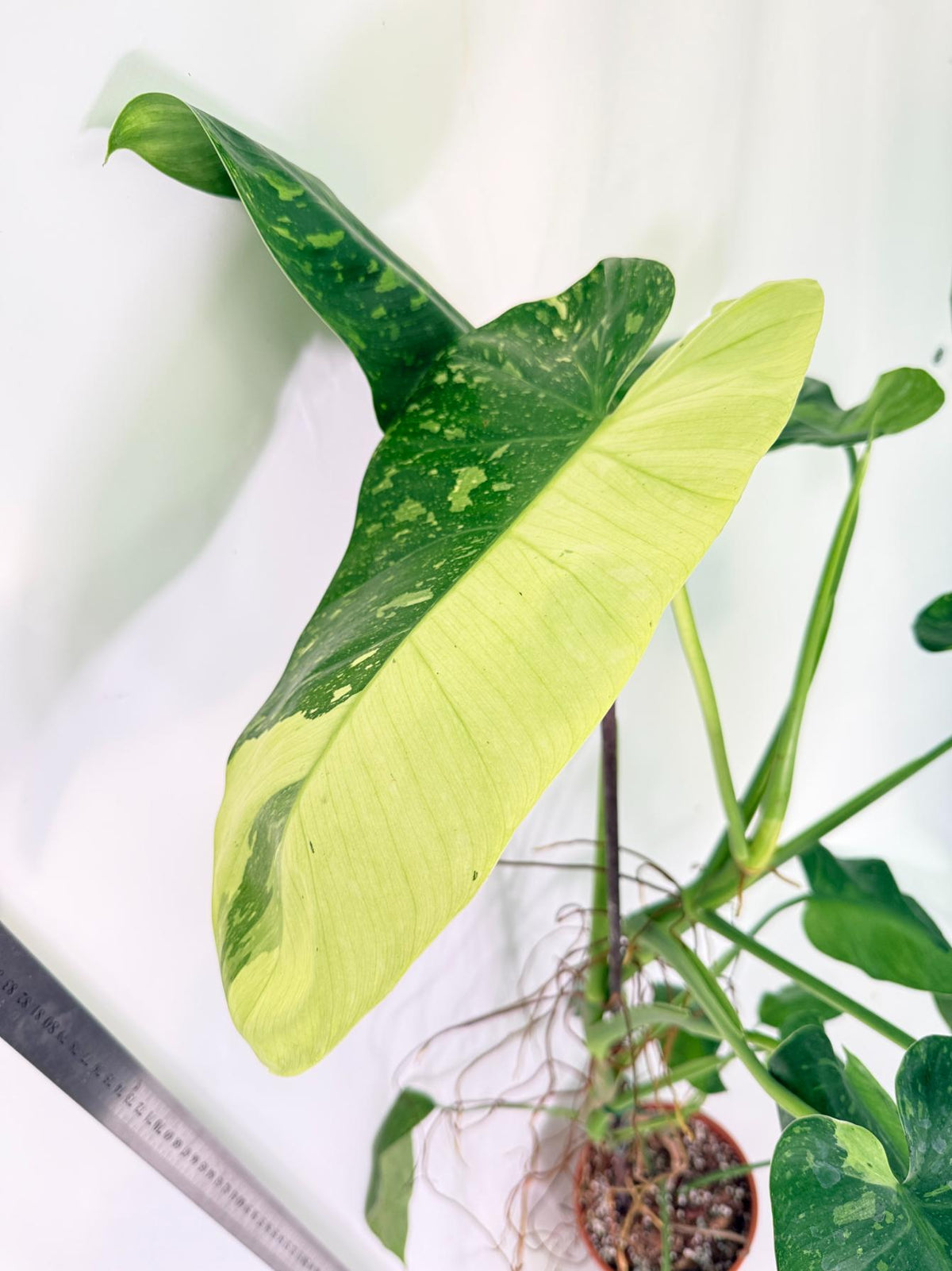 Philodendron Jose Buono variegata XL 2