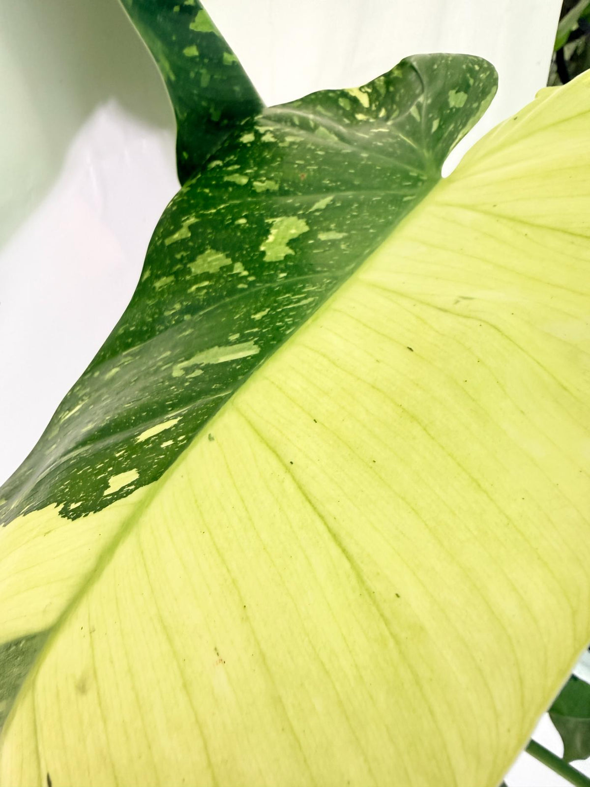 Philodendron Jose Buono variegata XL 11