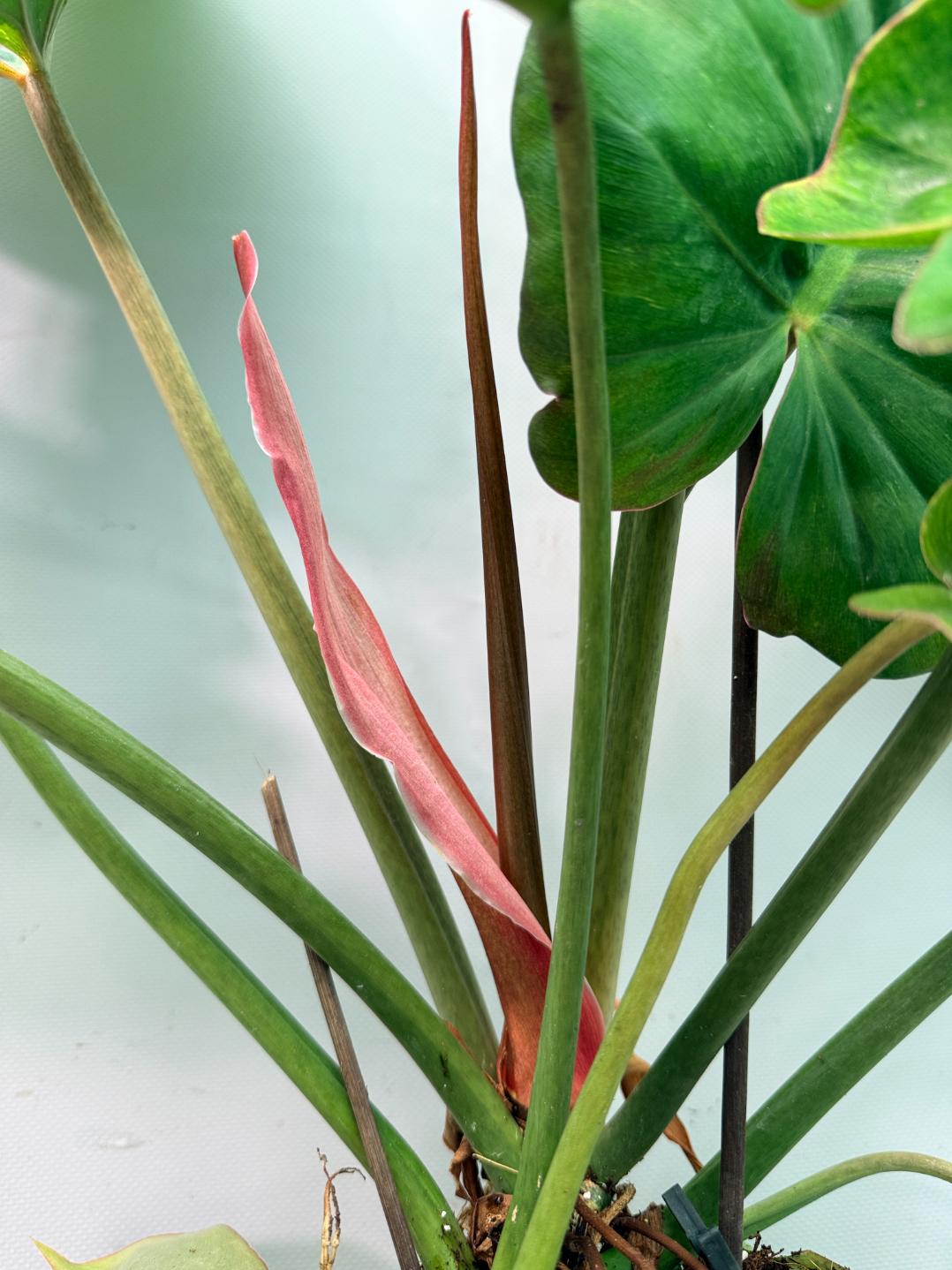 Philodendron Jungle Fever Variegata 09