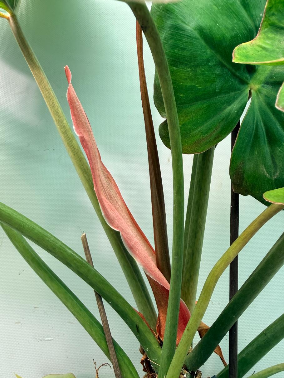 Philodendron Jungle Fever Variegata 10