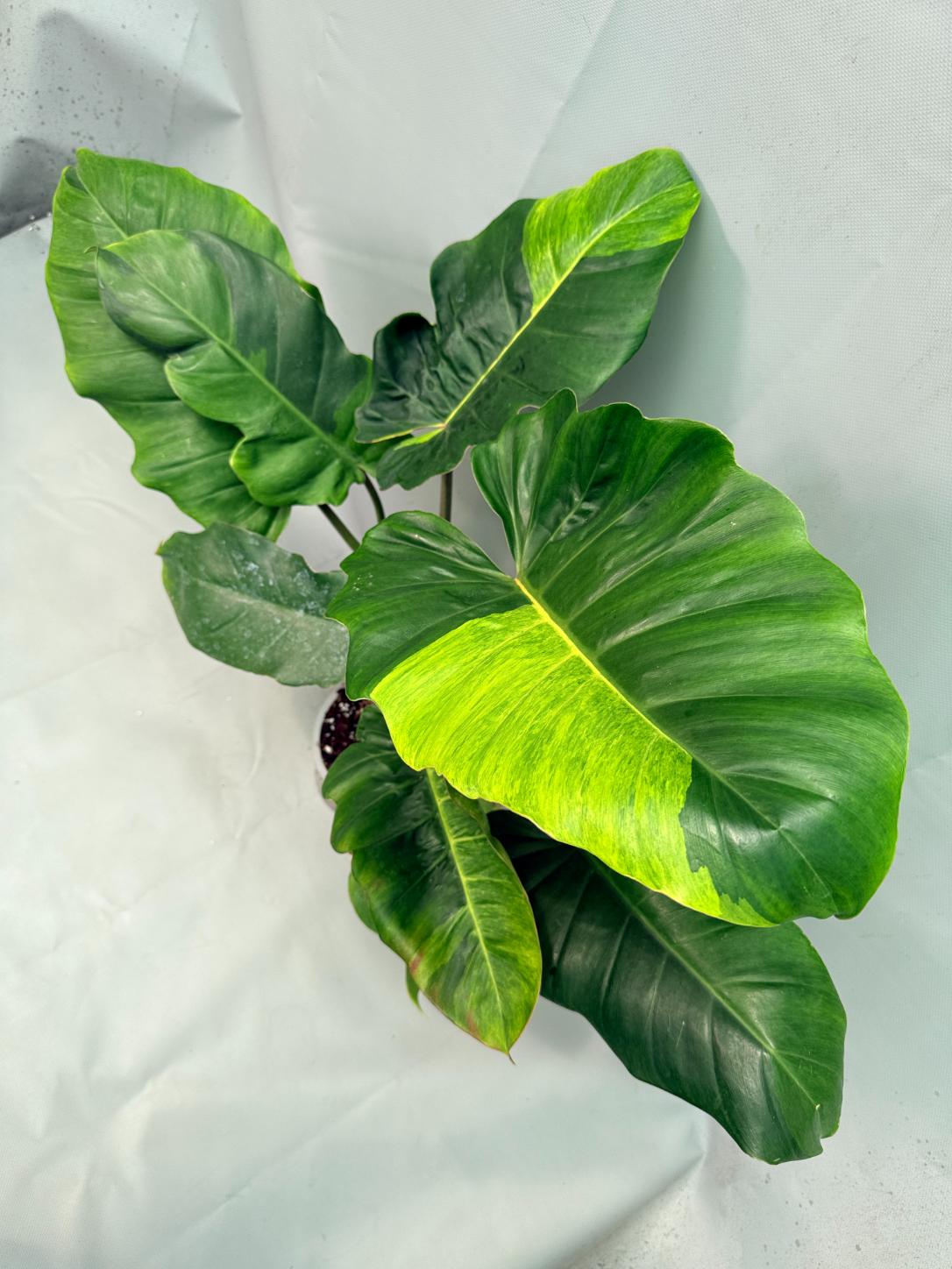 Philodendron Jungle Fever Variegata 11
