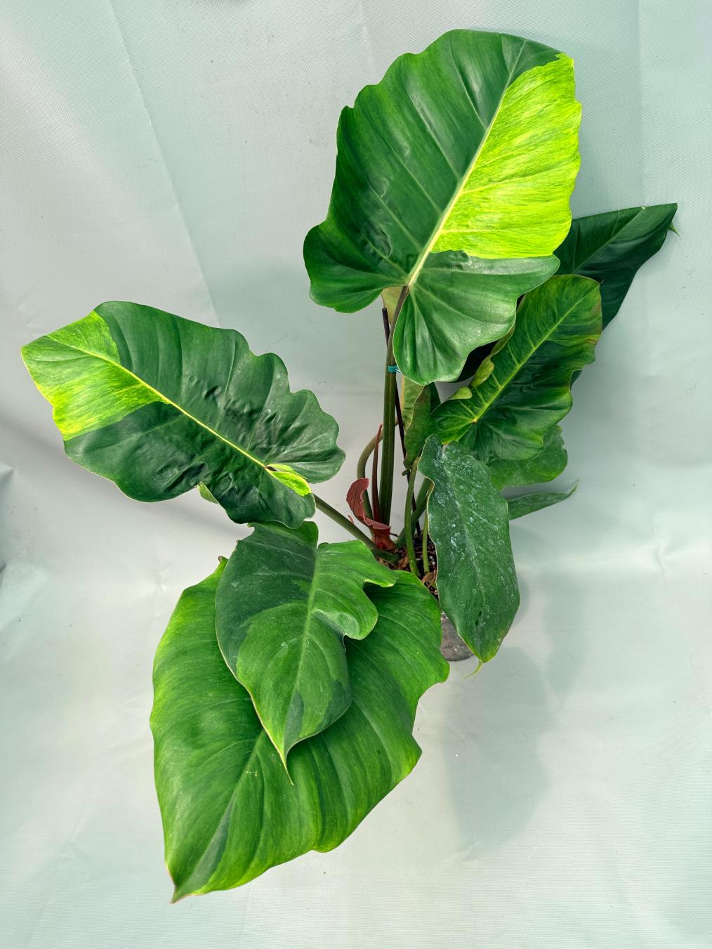 Philodendron Jungle Fever Variegata 12