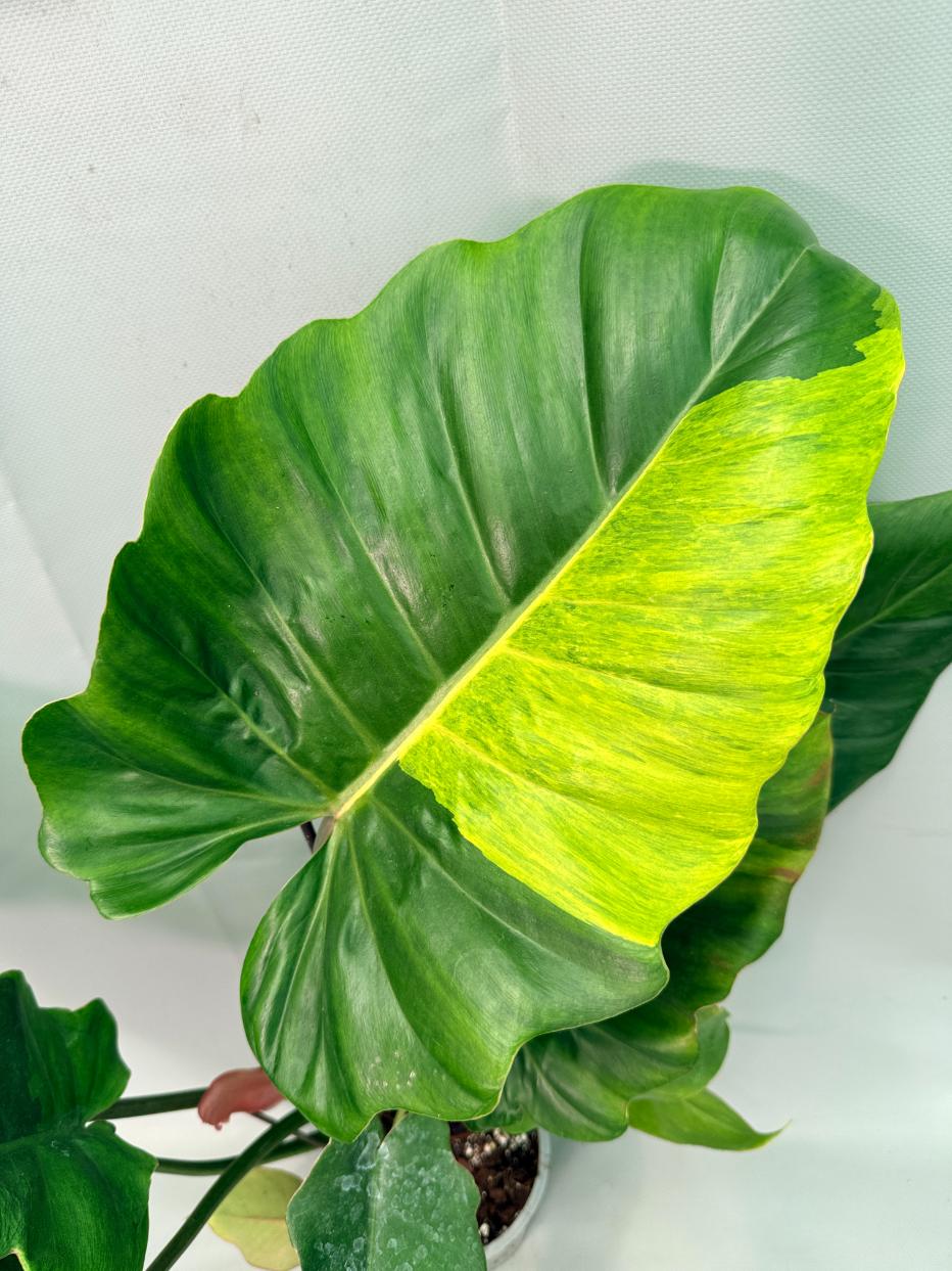 Philodendron Jungle Fever Variegata 03