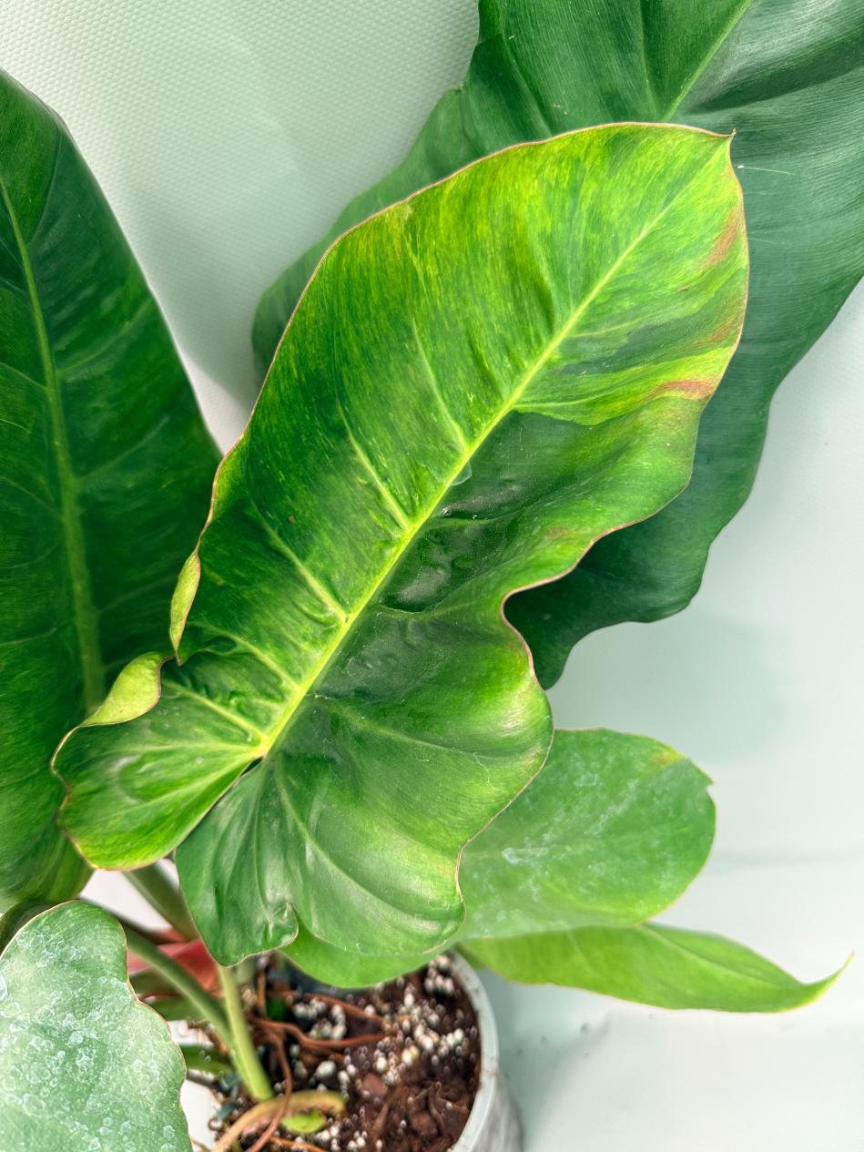 Philodendron Jungle Fever Variegata 04
