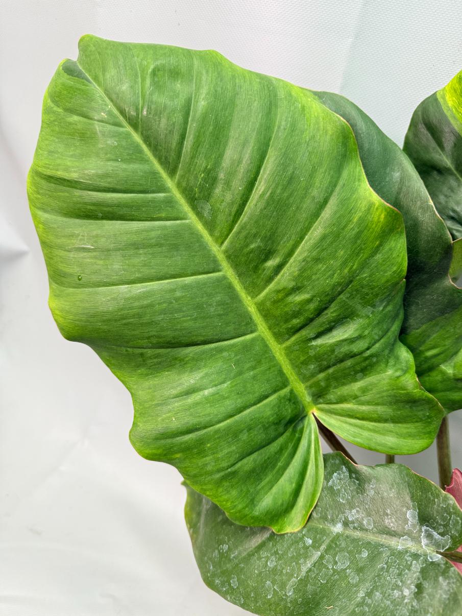 Philodendron Jungle Fever Variegata 05