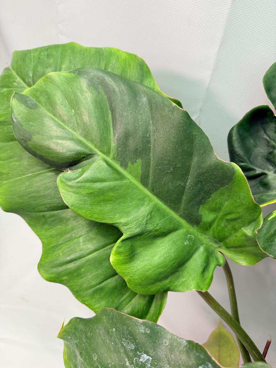 Philodendron Jungle Fever Variegata 06