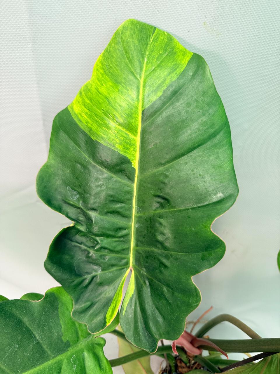 Philodendron Jungle Fever Variegata 07
