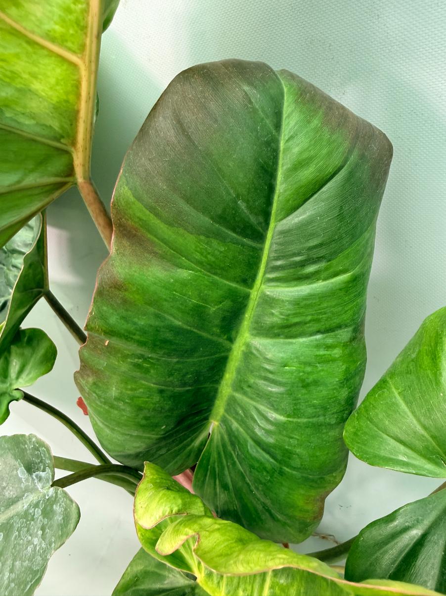 Philodendron Jungle Fever Variegata 08