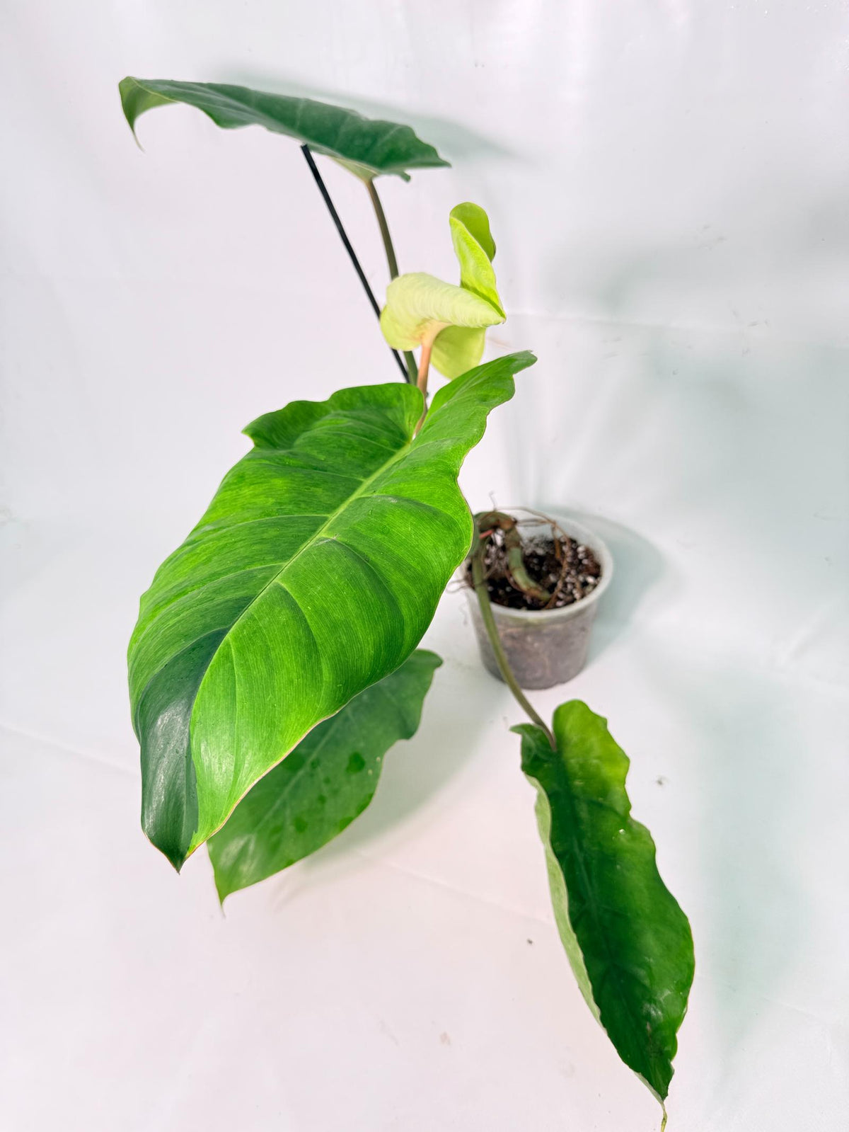 Philodendron Jungle Fever Variegata 08