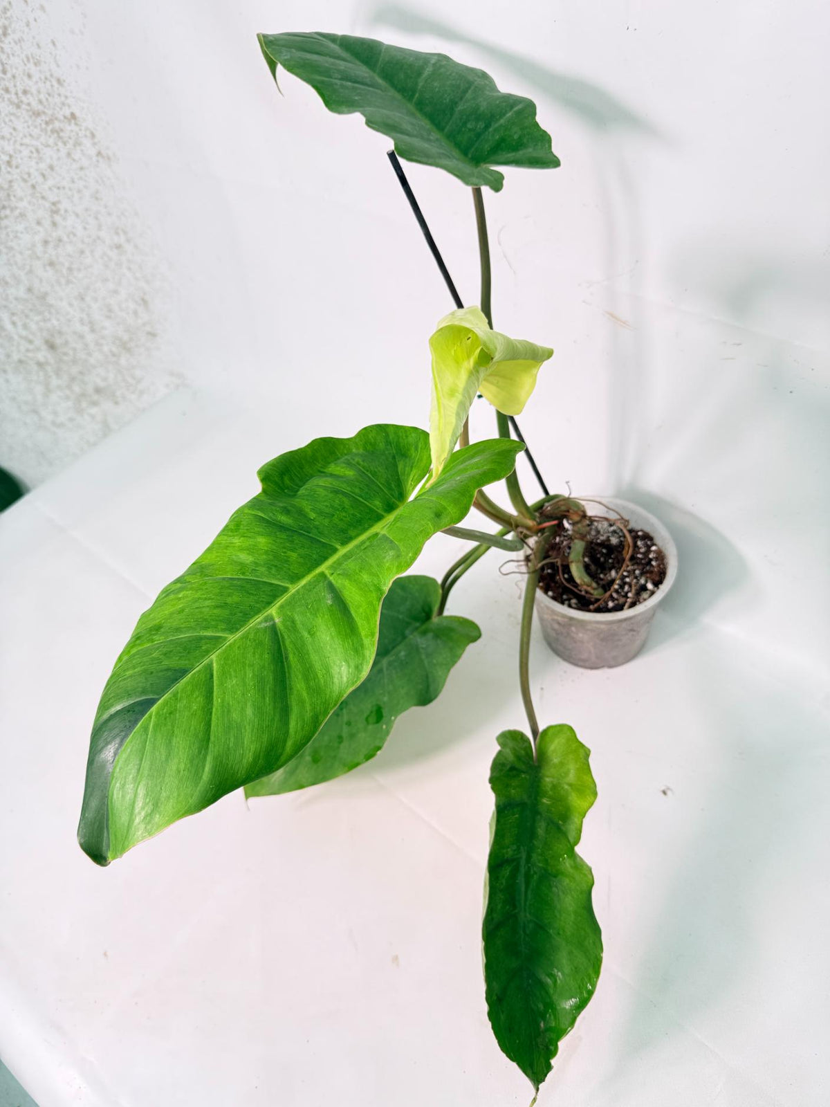 Philodendron Jungle Fever Variegata 09
