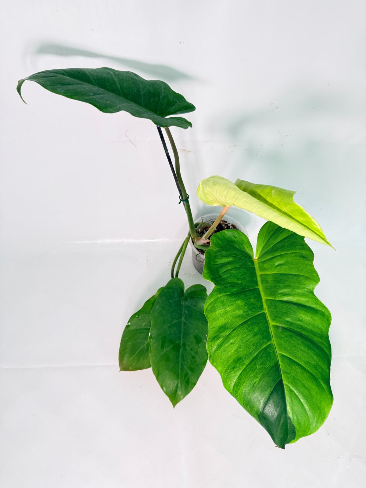 Philodendron Jungle Fever Variegata10