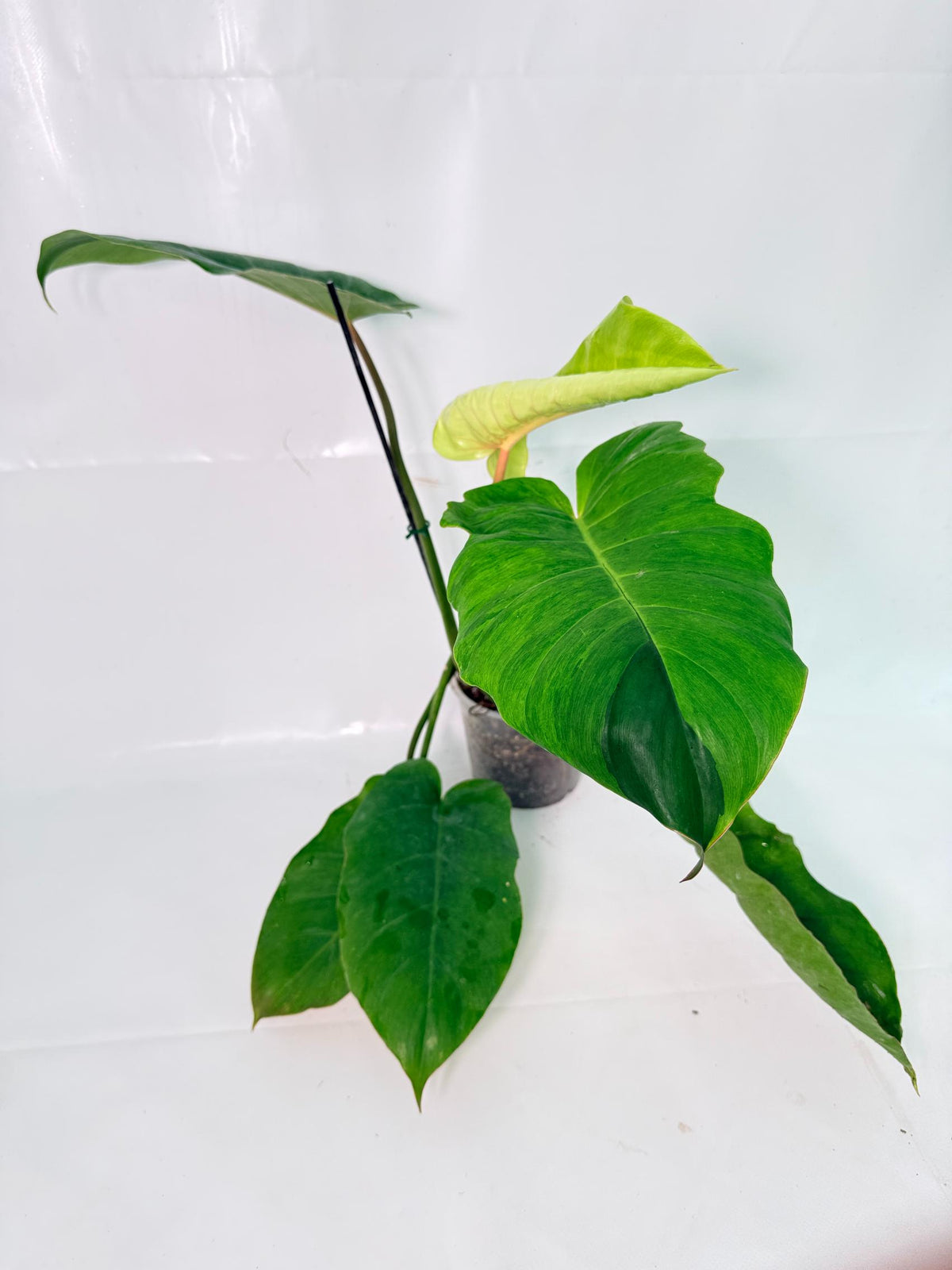 Philodendron Jungle Fever Variegata11