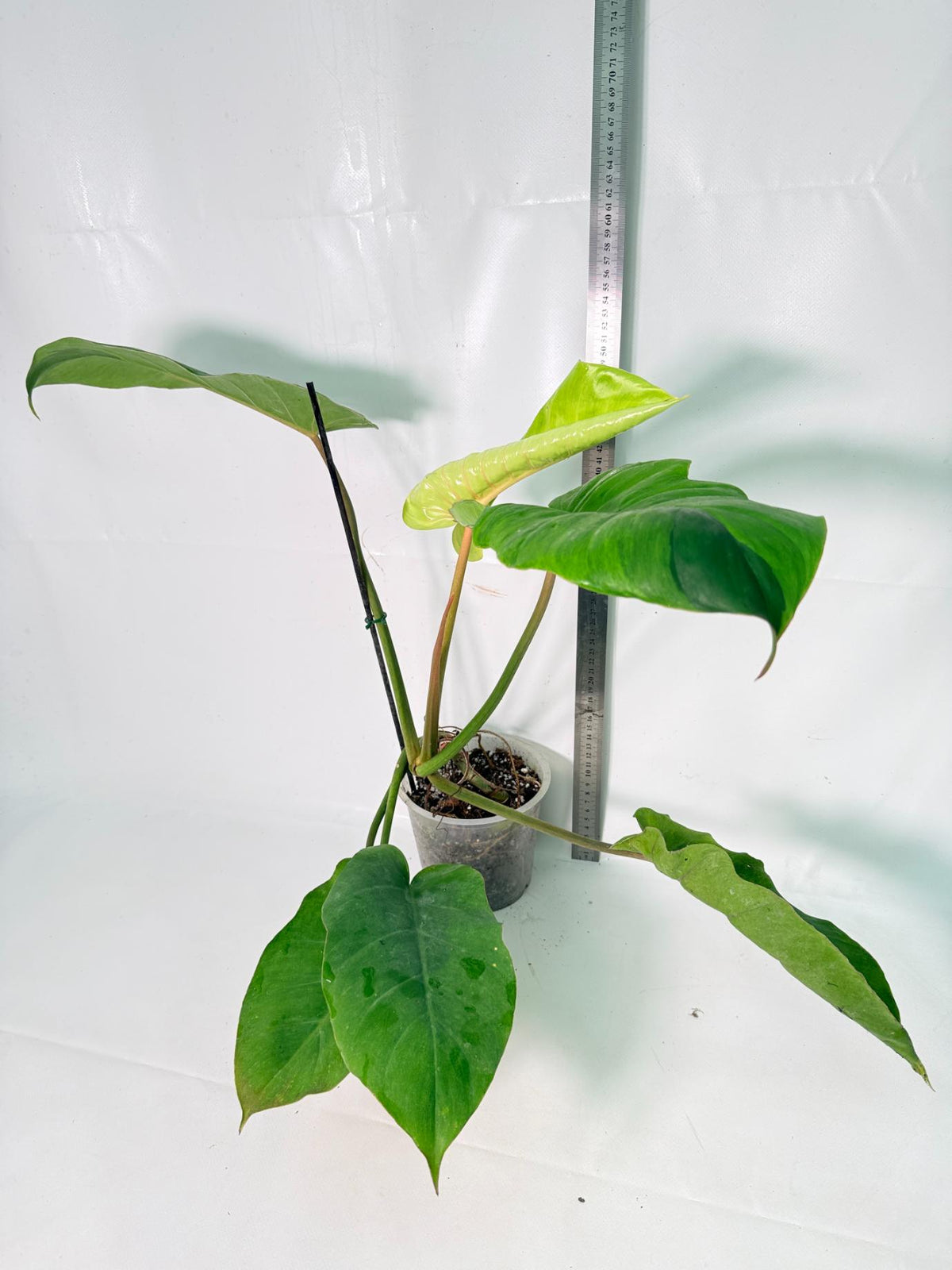 Philodendron Jungle Fever Variegata12