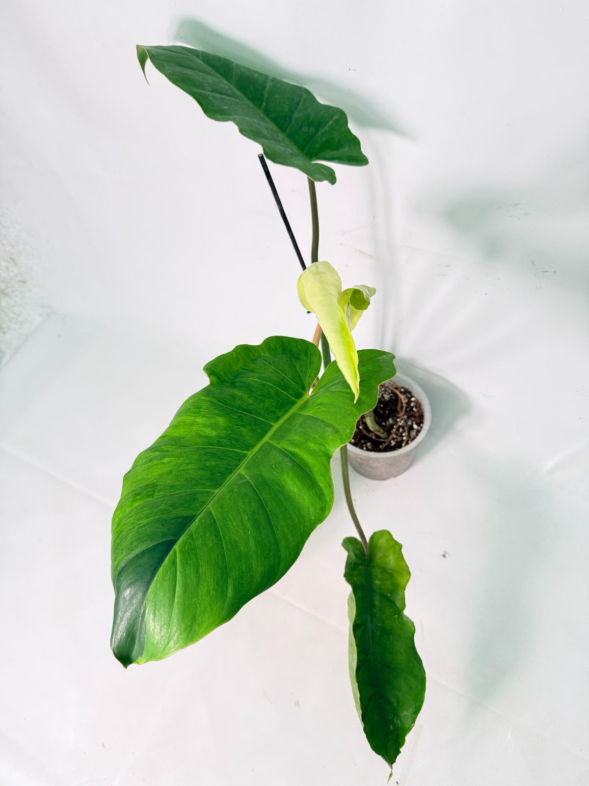 Philodendron Jungle Fever Variegata 01