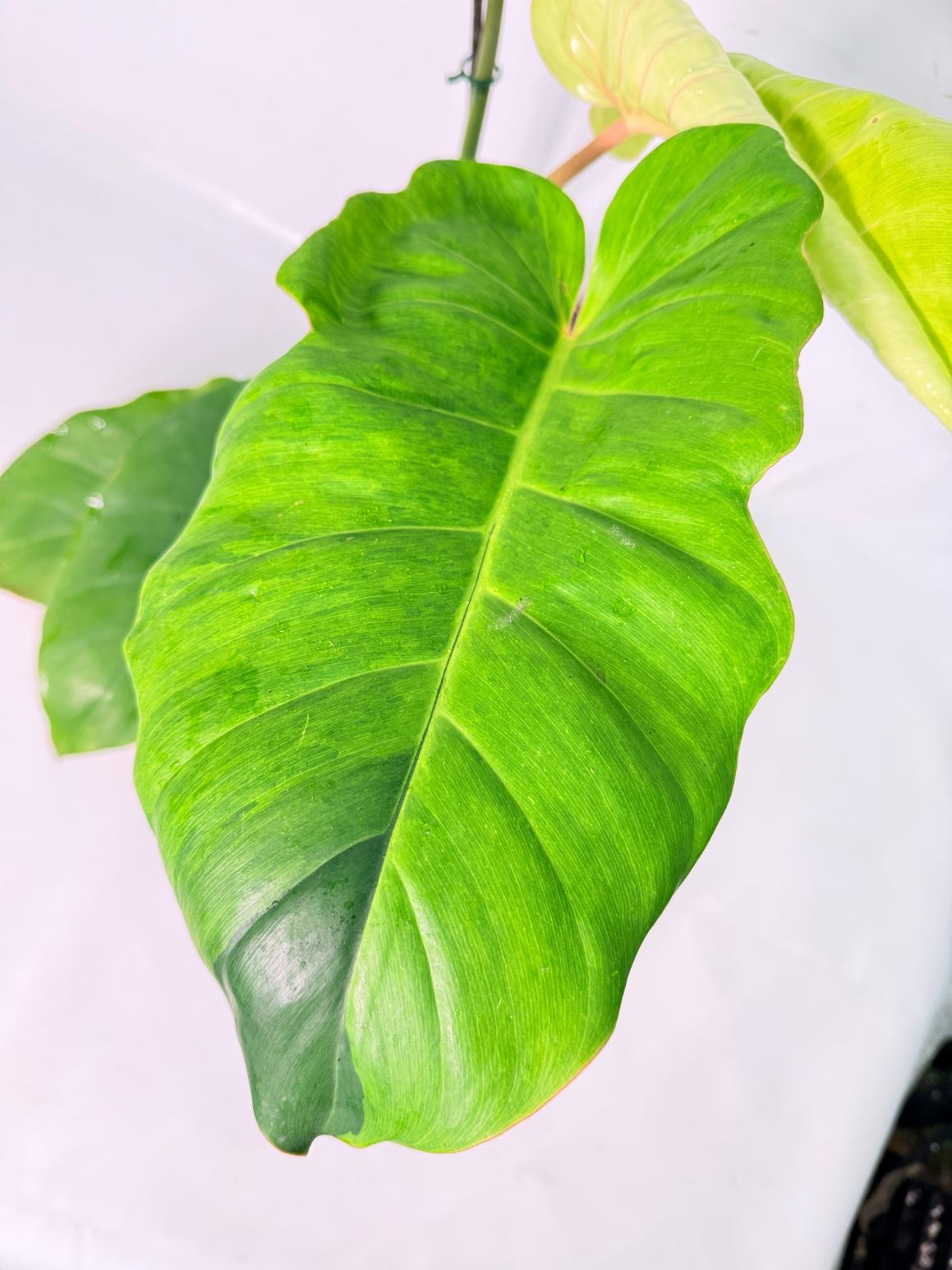 Philodendron Jungle Fever Variegata 02