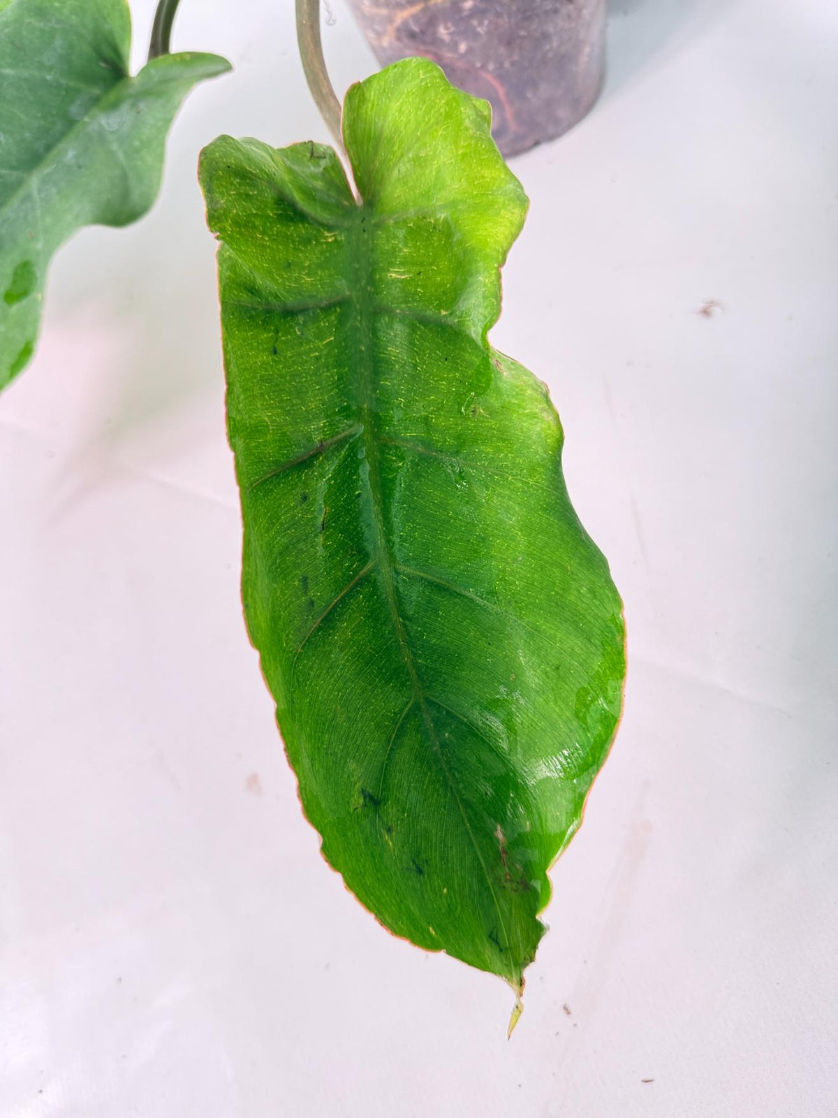Philodendron Jungle Fever Variegata 03