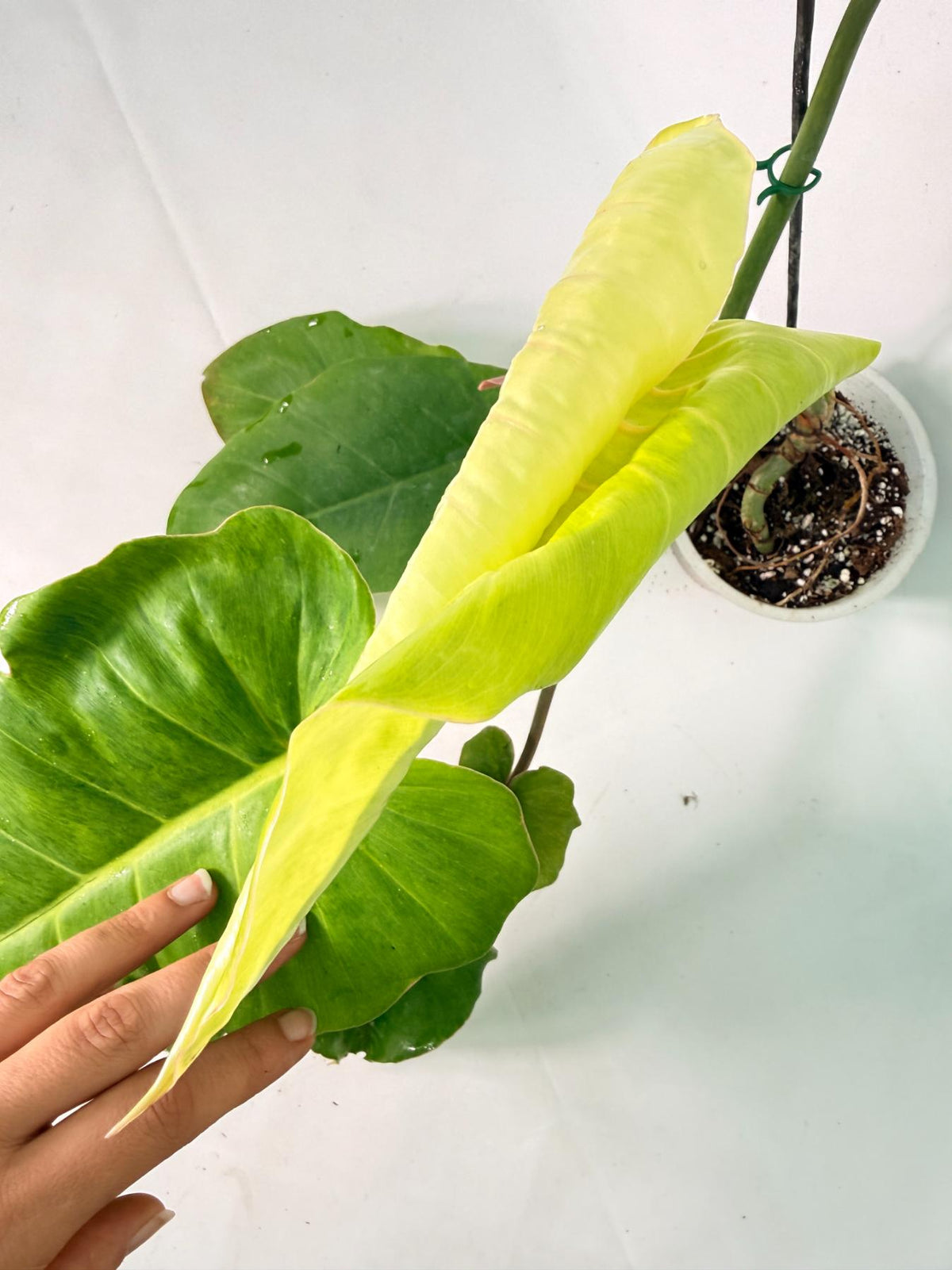 Philodendron Jungle Fever Variegata 04