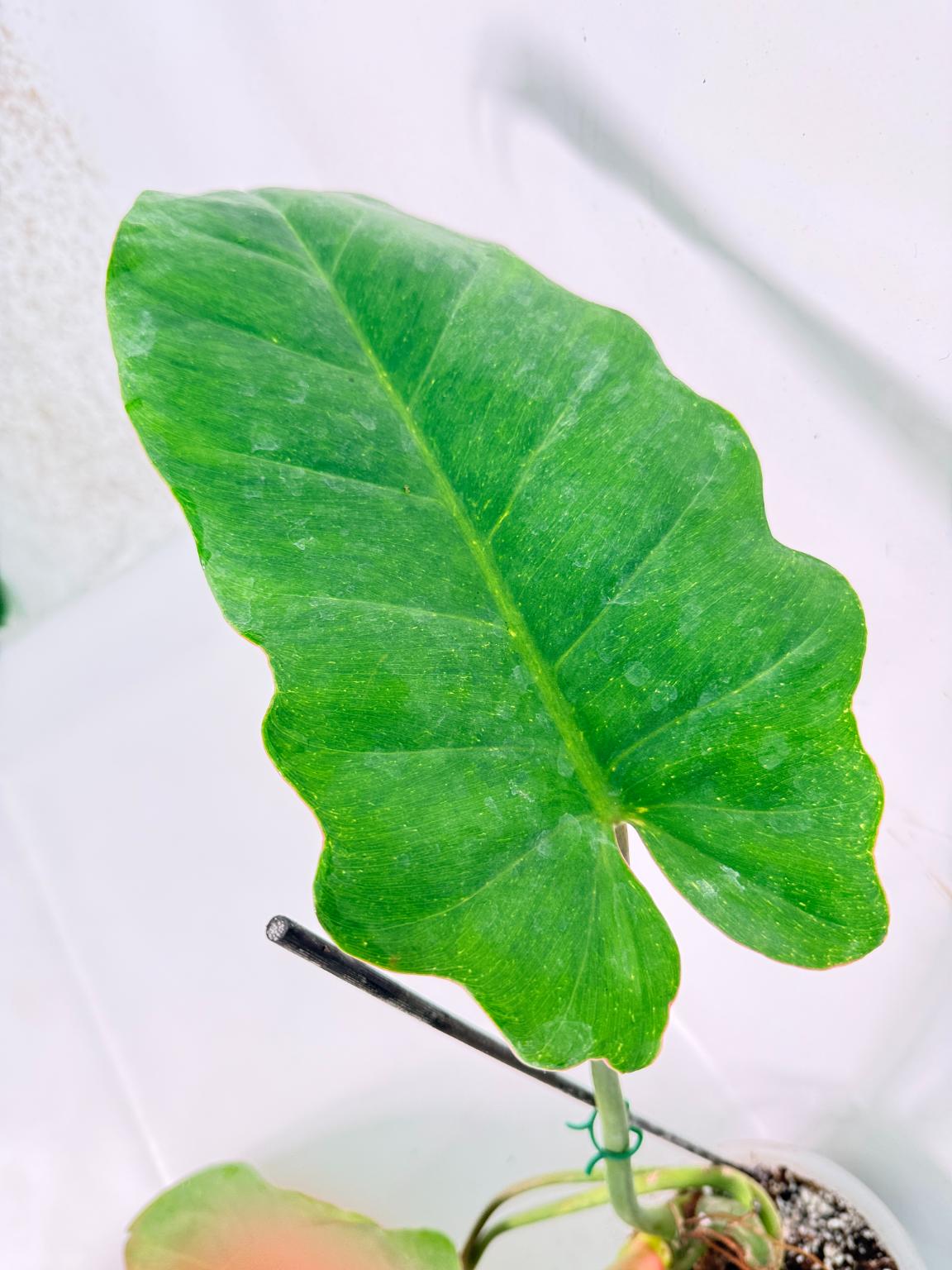 Philodendron Jungle Fever Variegata 05