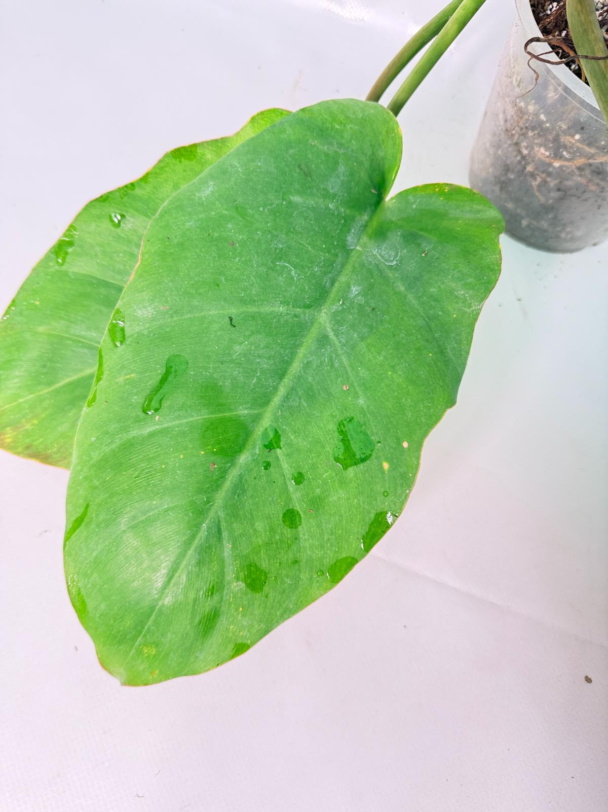 Philodendron Jungle Fever Variegata06