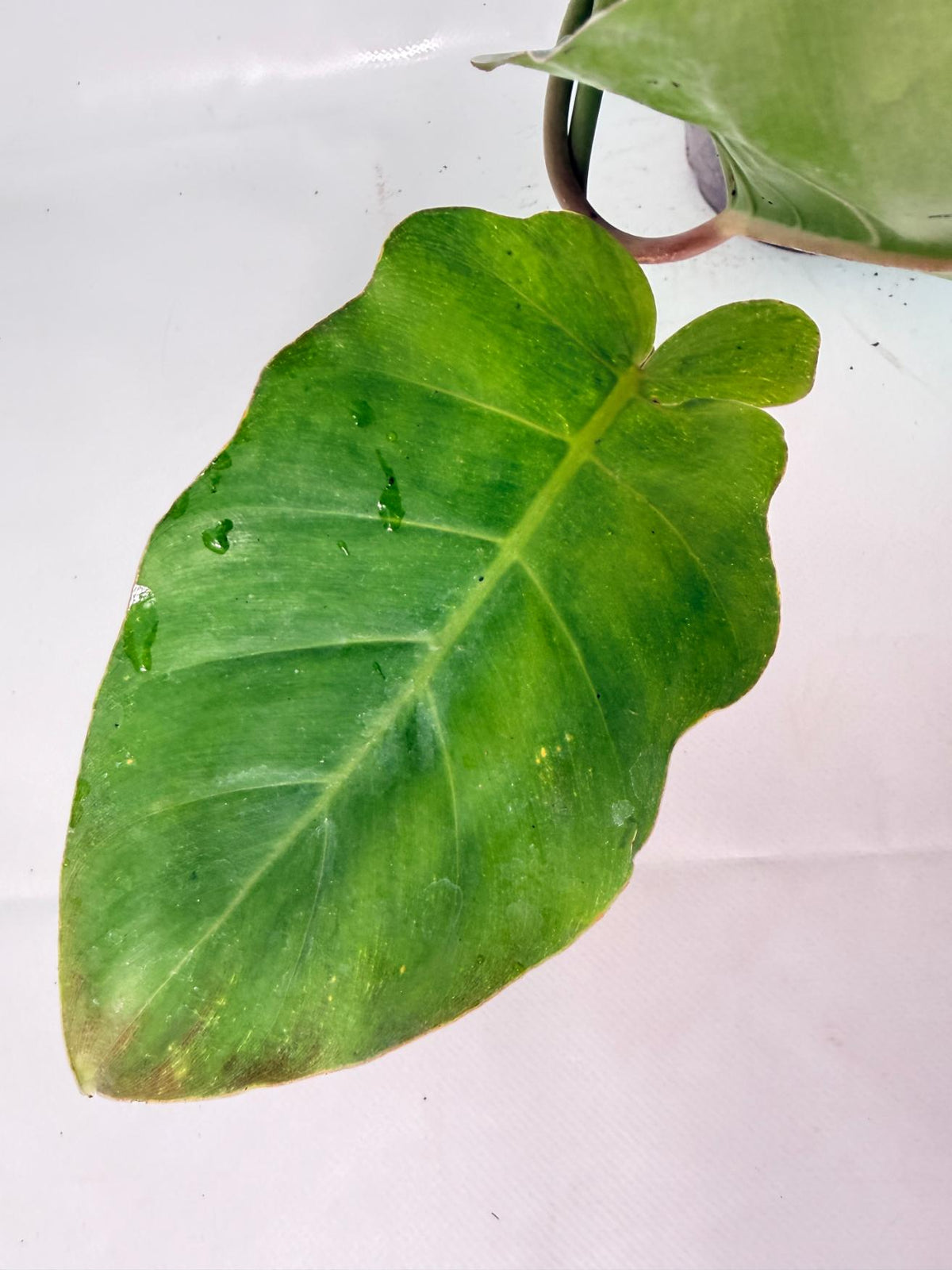 Philodendron Jungle Fever Variegata 07