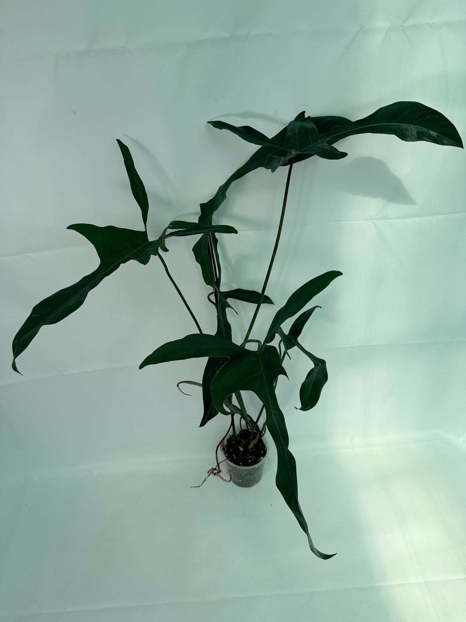 Philodendron Longilobatum Lelano Miyano large 3