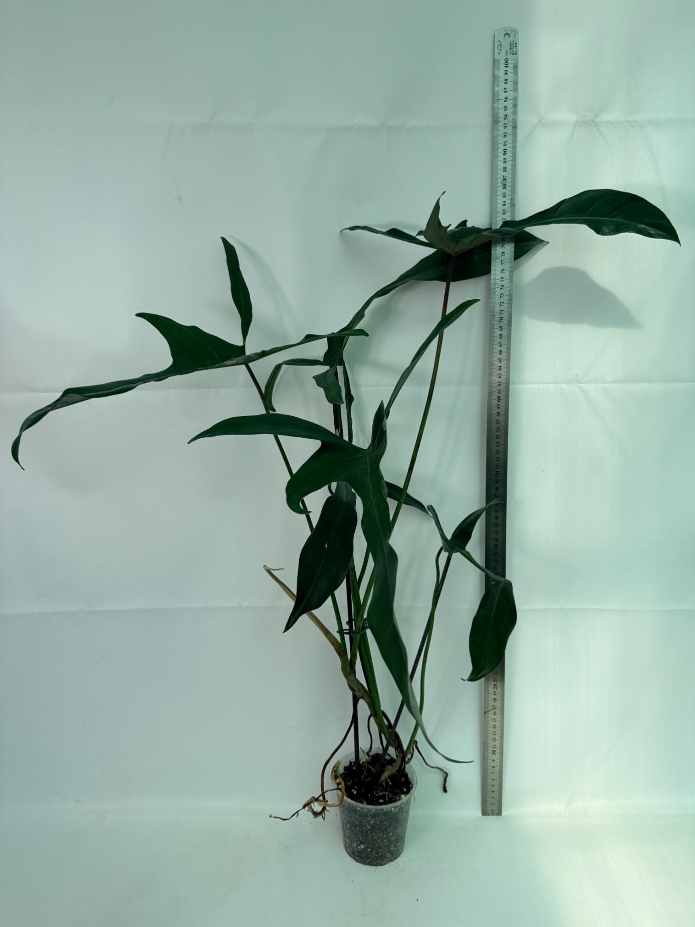 Philodendron Longilobatum Lelano Miyano large 1