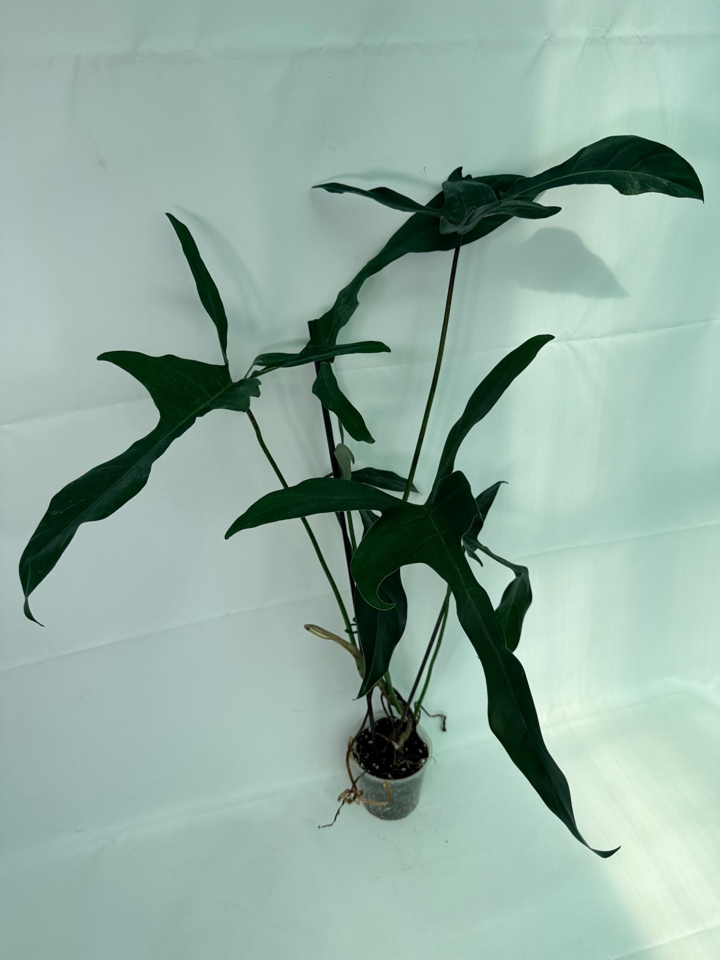 Philodendron Longilobatum Lelano Miyano large 4