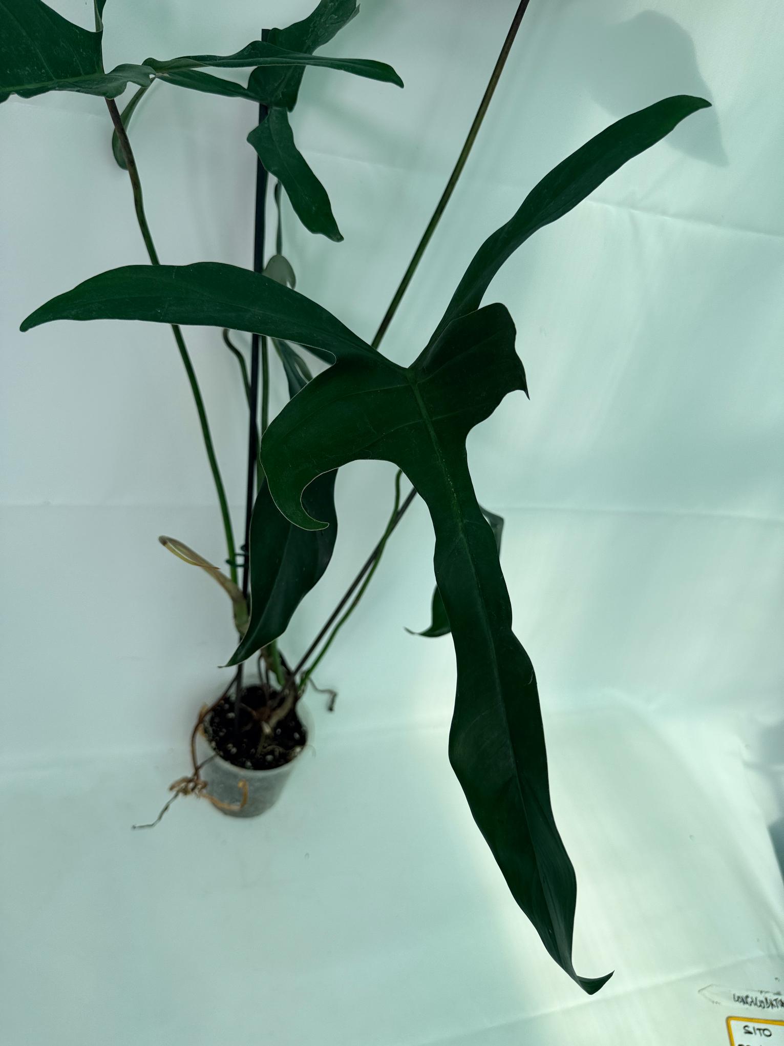Philodendron Longilobatum Lelano Miyano large 5