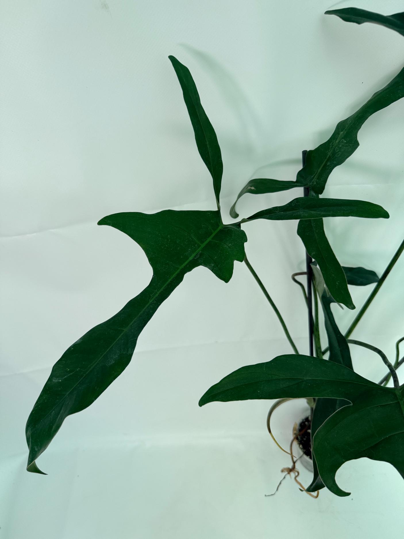 Philodendron Longilobatum Lelano Miyano large 6