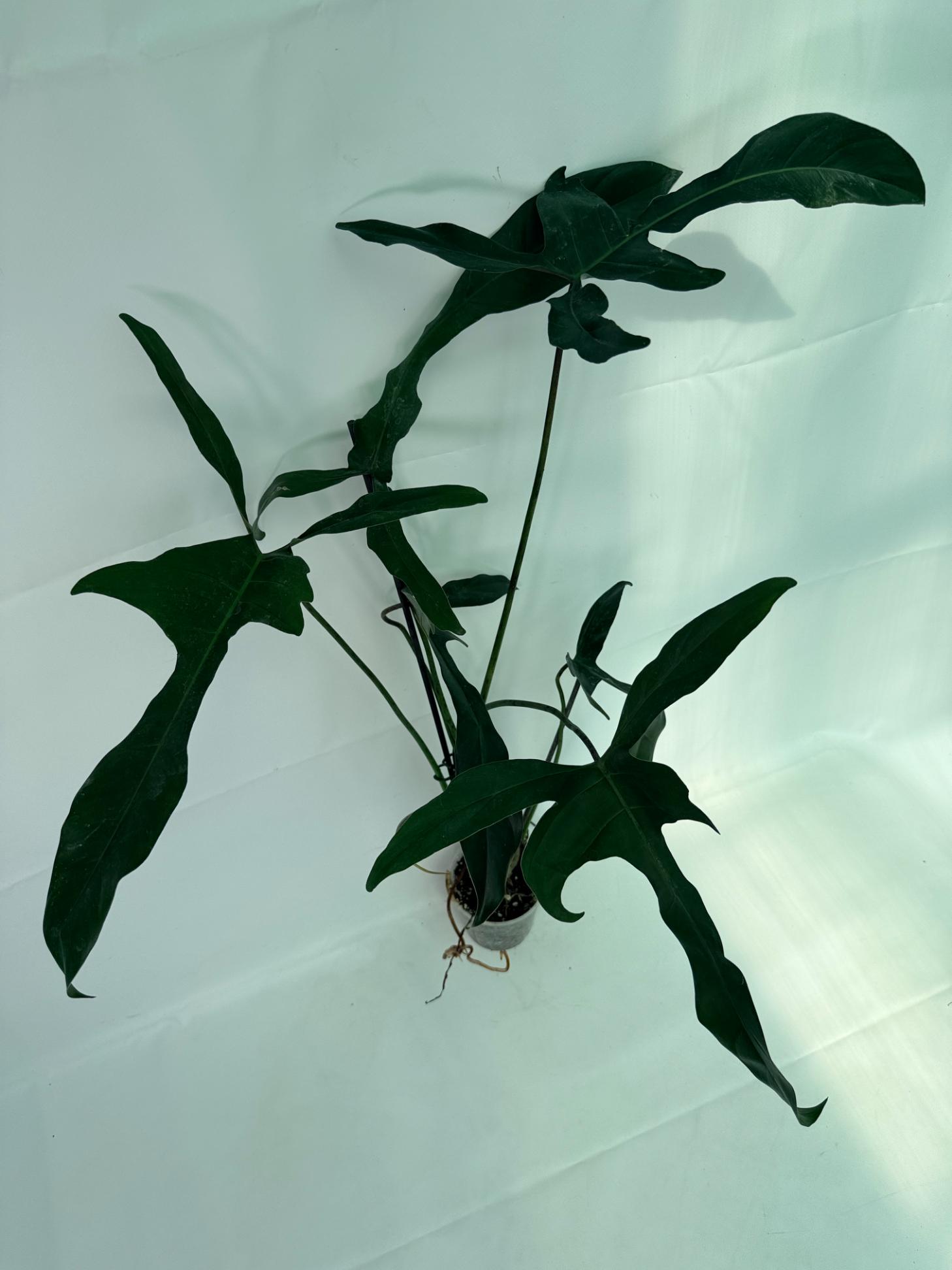 Philodendron Longilobatum Lelano Miyano large 7
