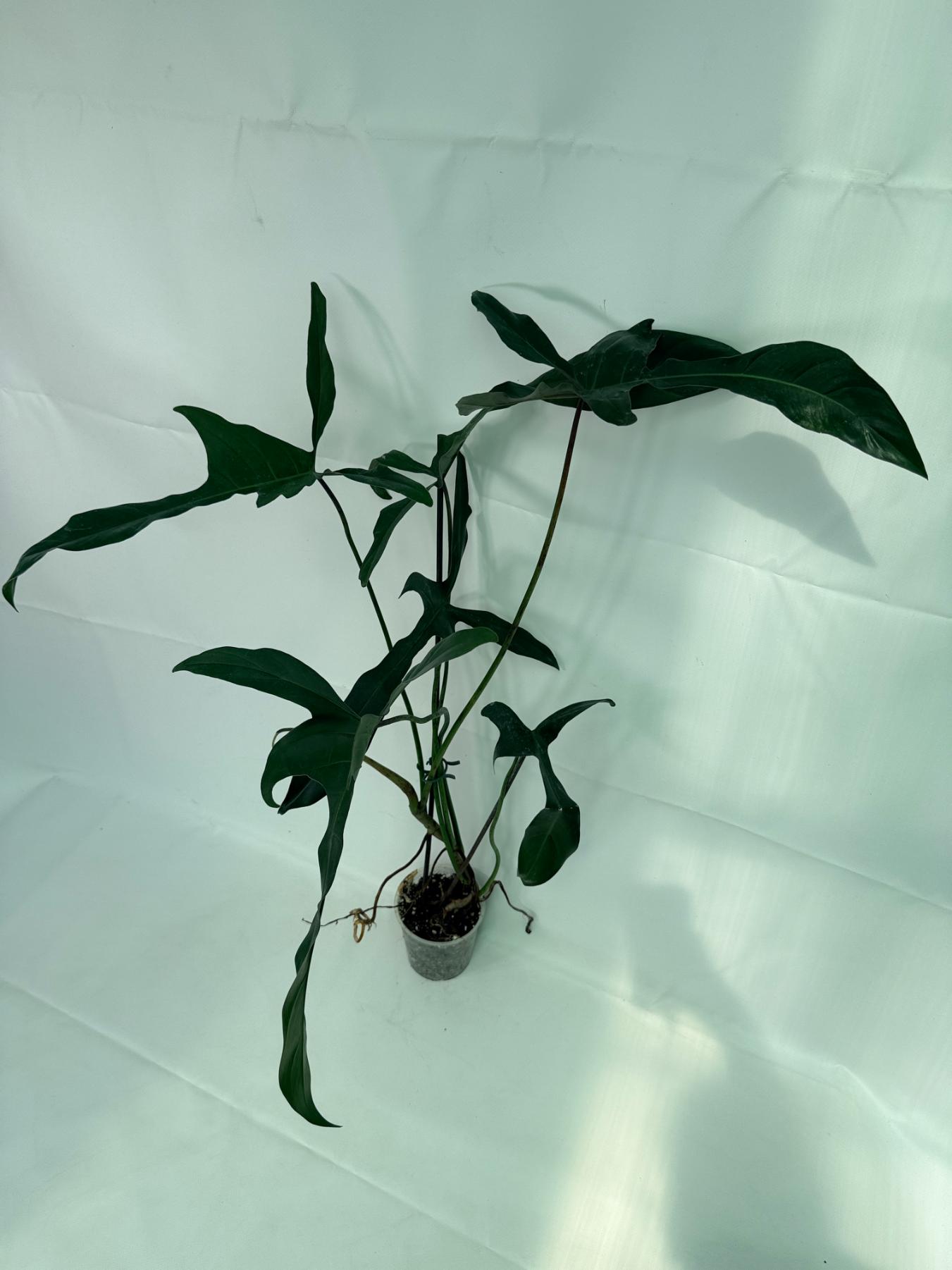 Philodendron Longilobatum Lelano Miyano large 8