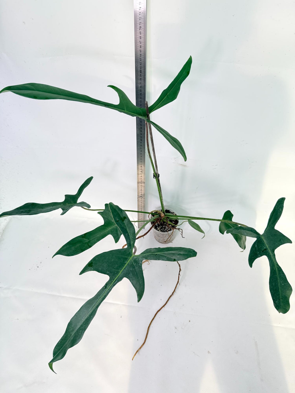 Philodendron Longilobatum Lelano Miyano 1