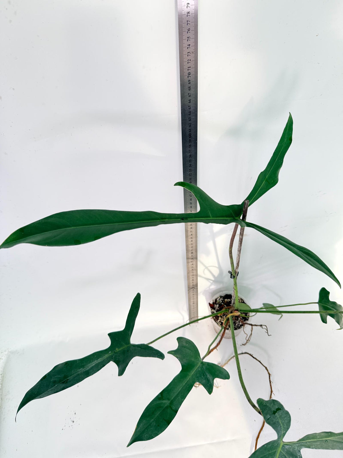 Philodendron Longilobatum Lelano Miyano 4