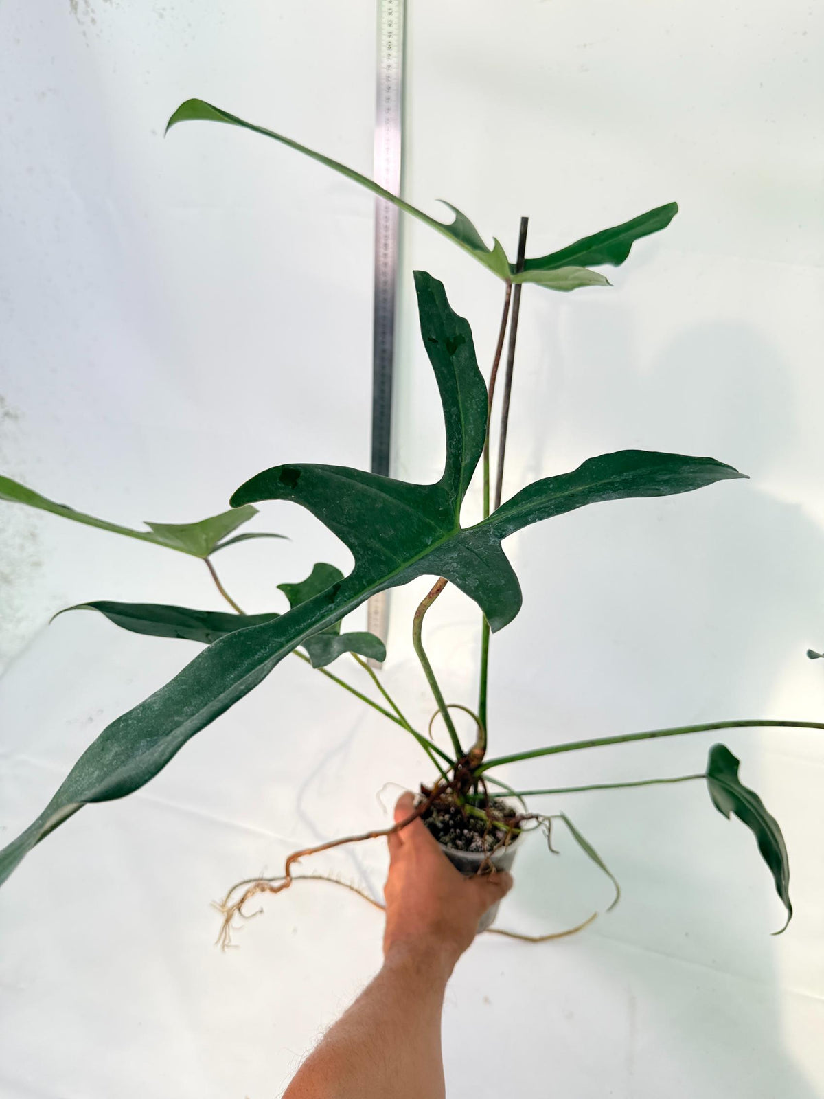 Philodendron Longilobatum Lelano Miyano 2