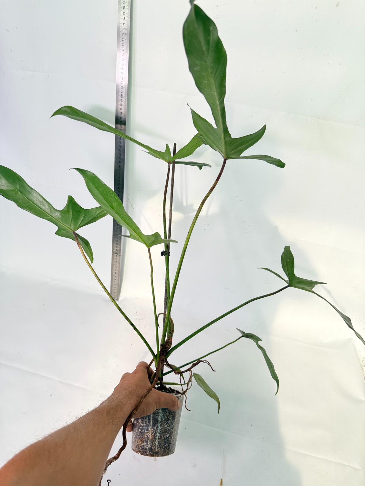 Philodendron Longilobatum Lelano Miyano 5