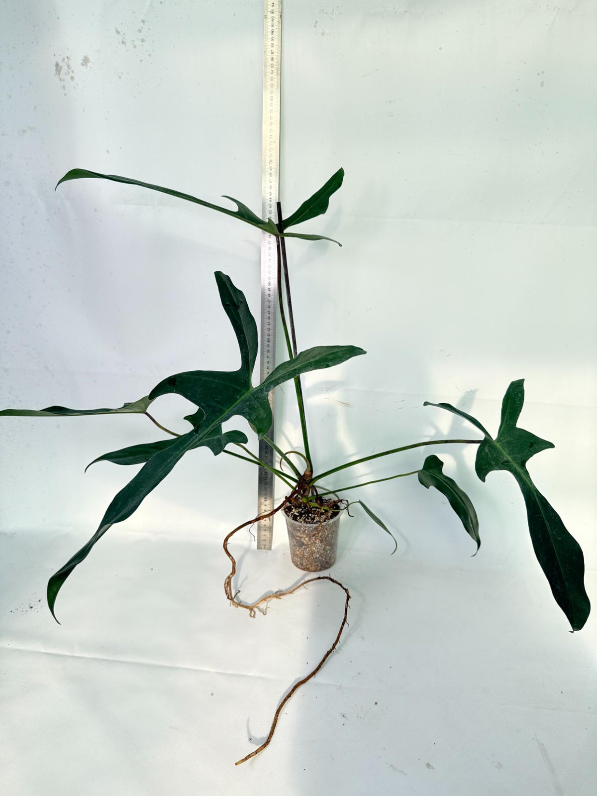 Philodendron Longilobatum Lelano Miyano 6