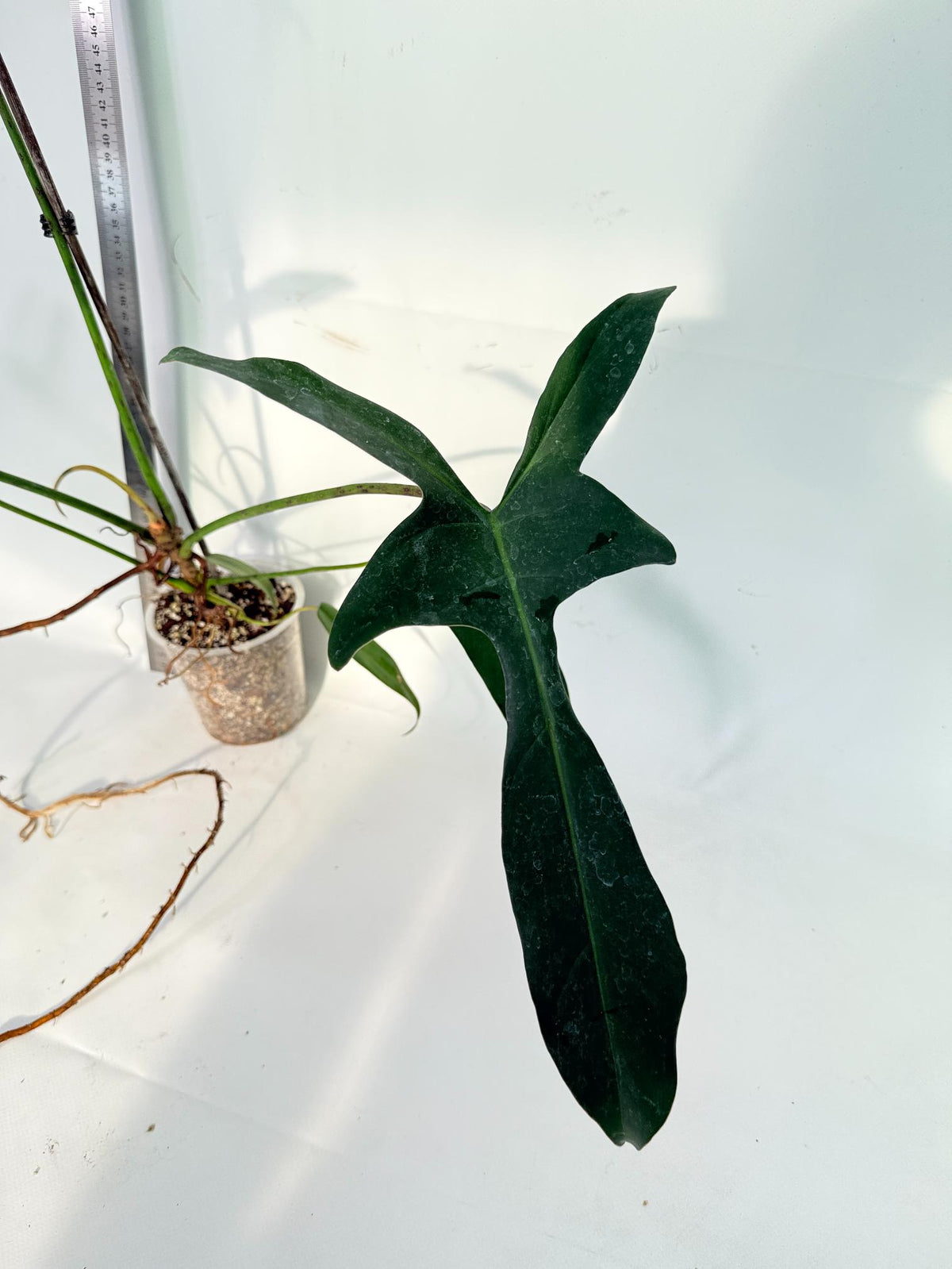 Philodendron Longilobatum Lelano Miyano 3
