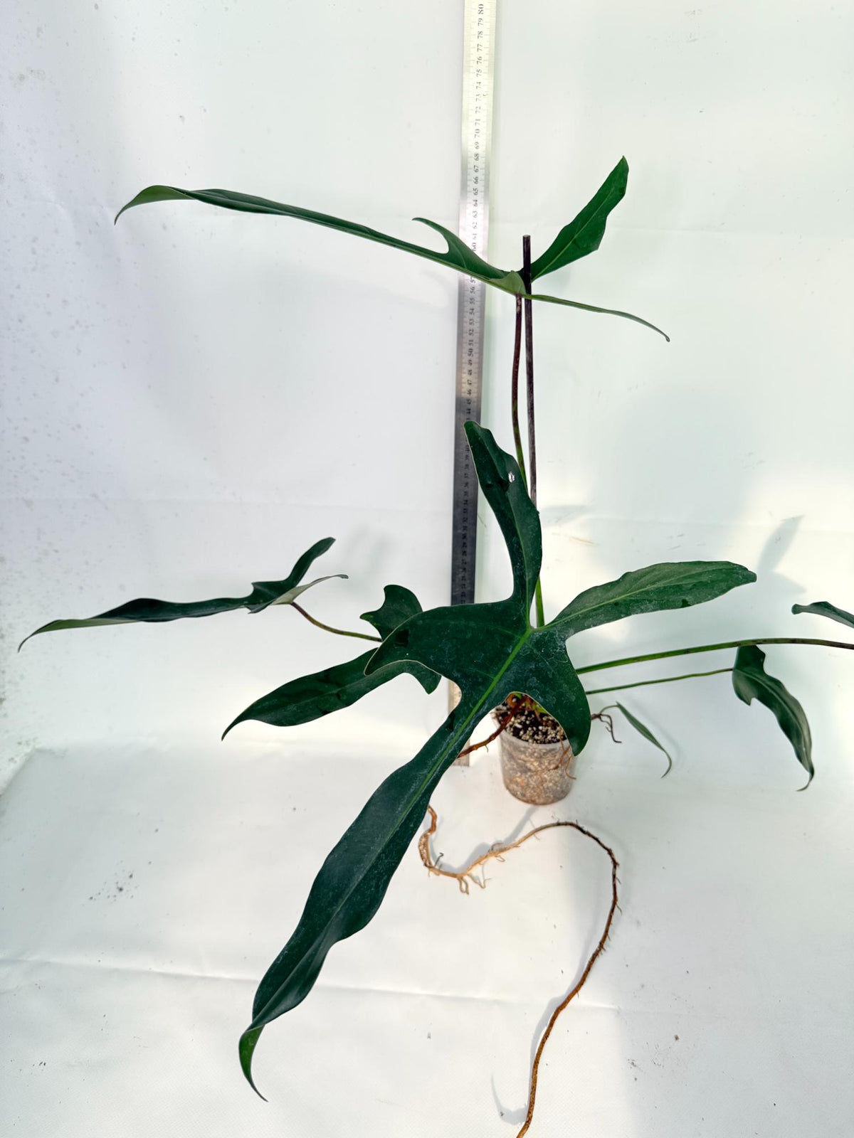 Philodendron Longilobatum Lelano Miyano 7