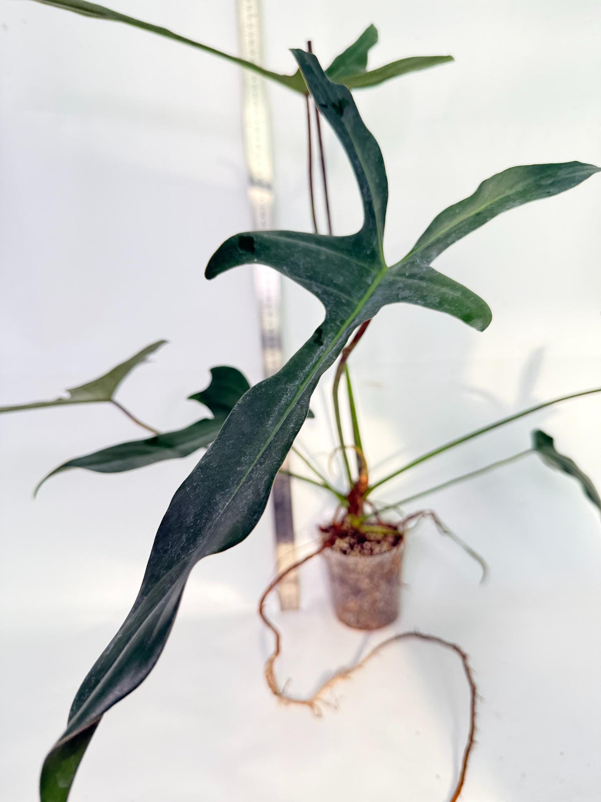 Philodendron Longilobatum Lelano Miyano 8