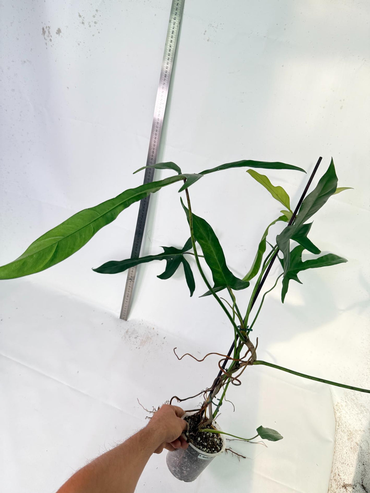 Philodendron Longilobatum Lelano Miyano 9