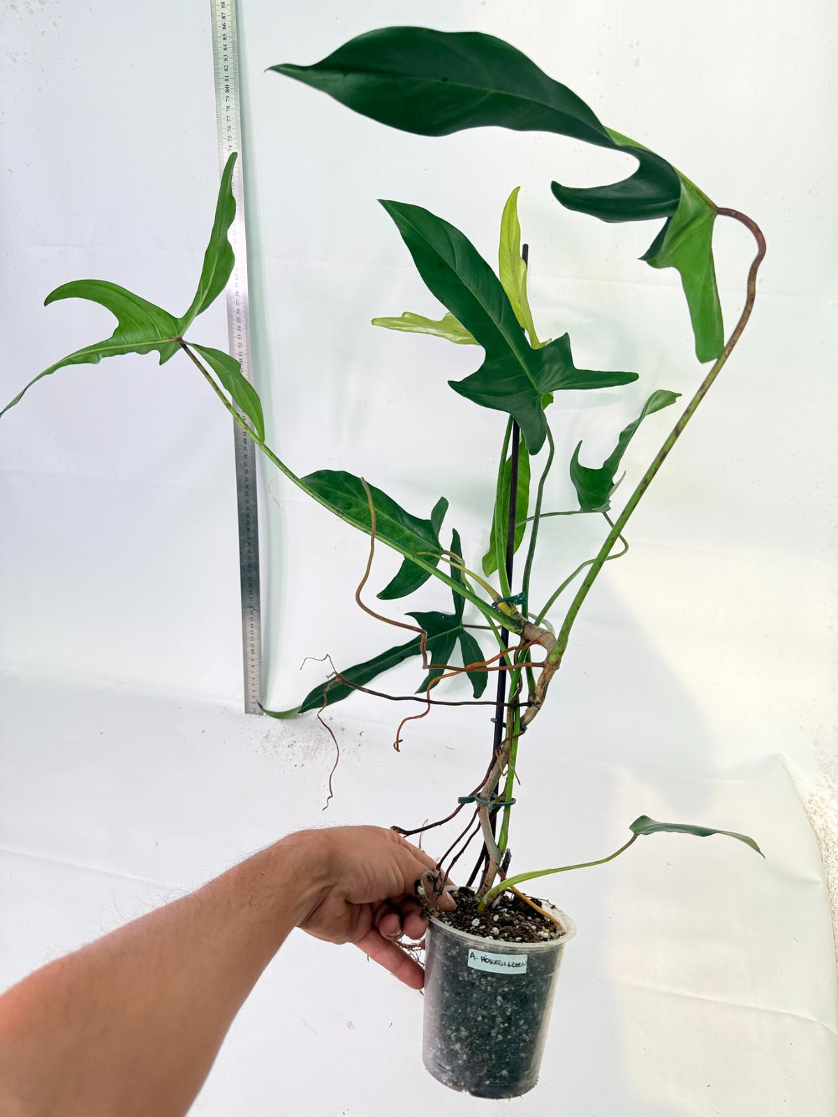 Philodendron Longilobatum Lelano Miyano 3