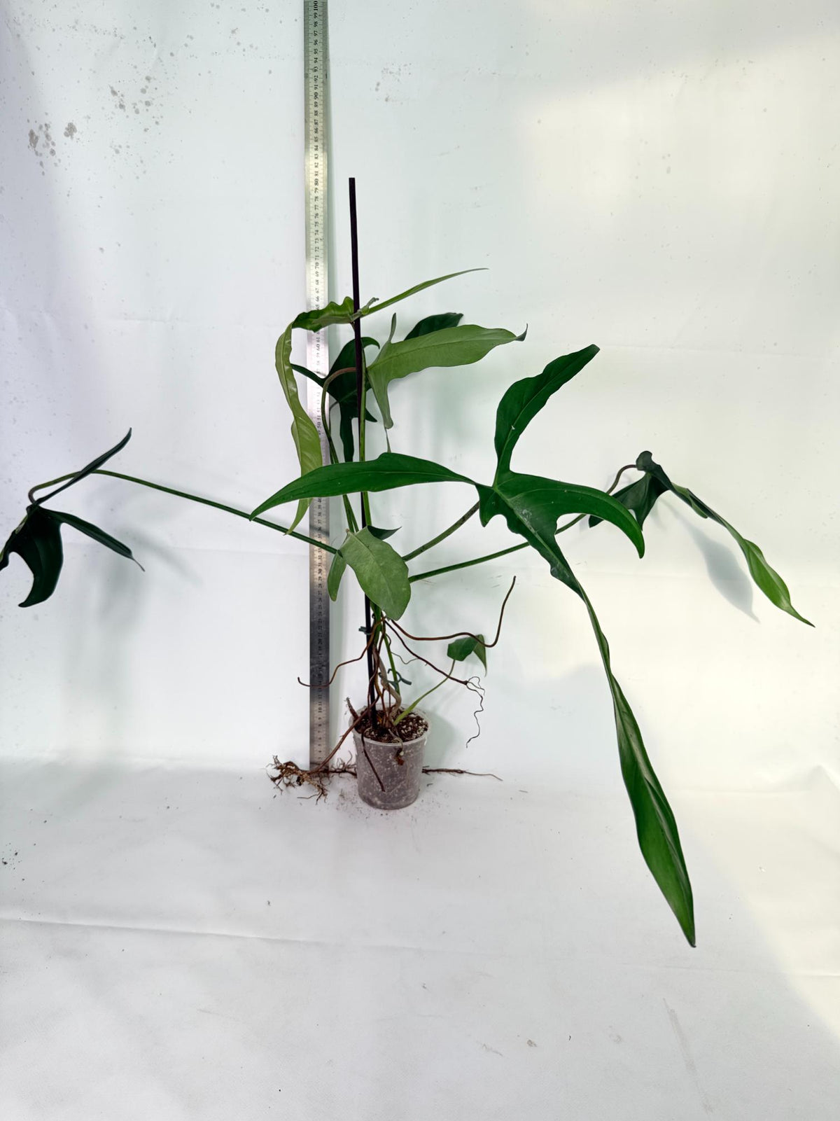 Philodendron Longilobatum Lelano Miyano 4