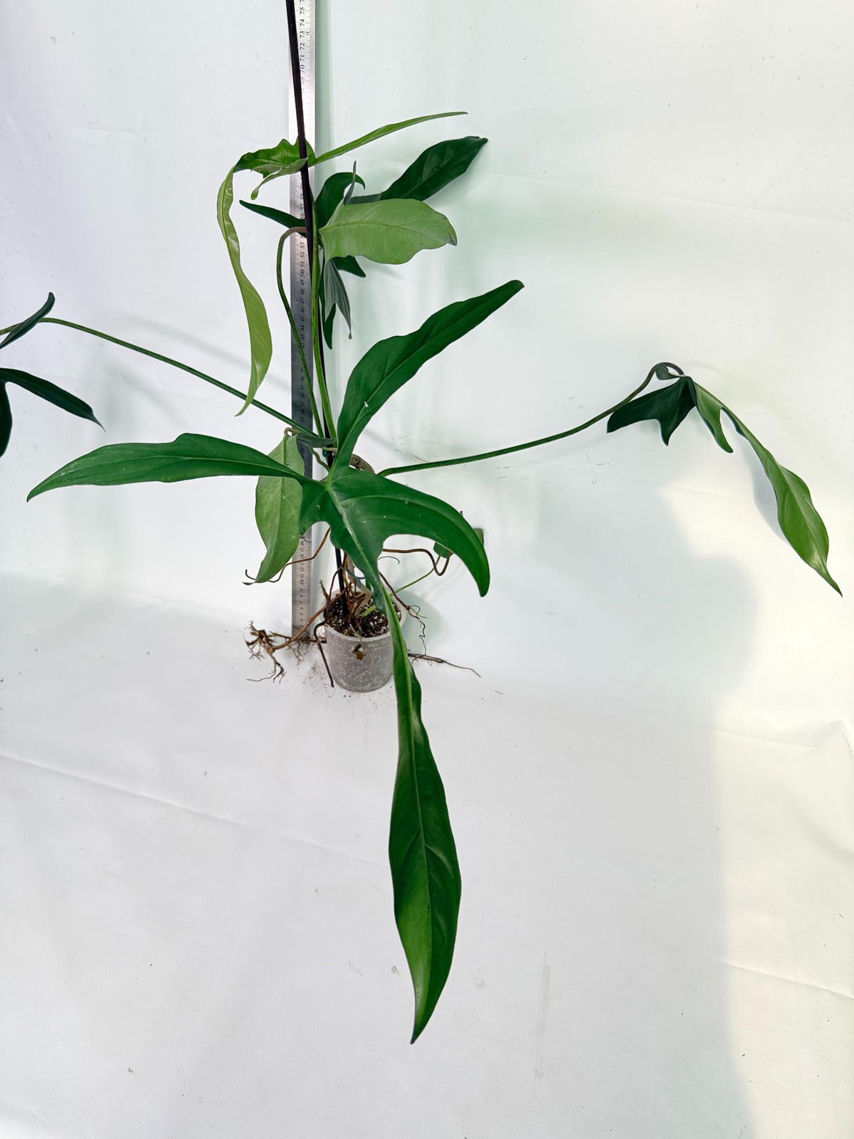 Philodendron Longilobatum Lelano Miyano 1
