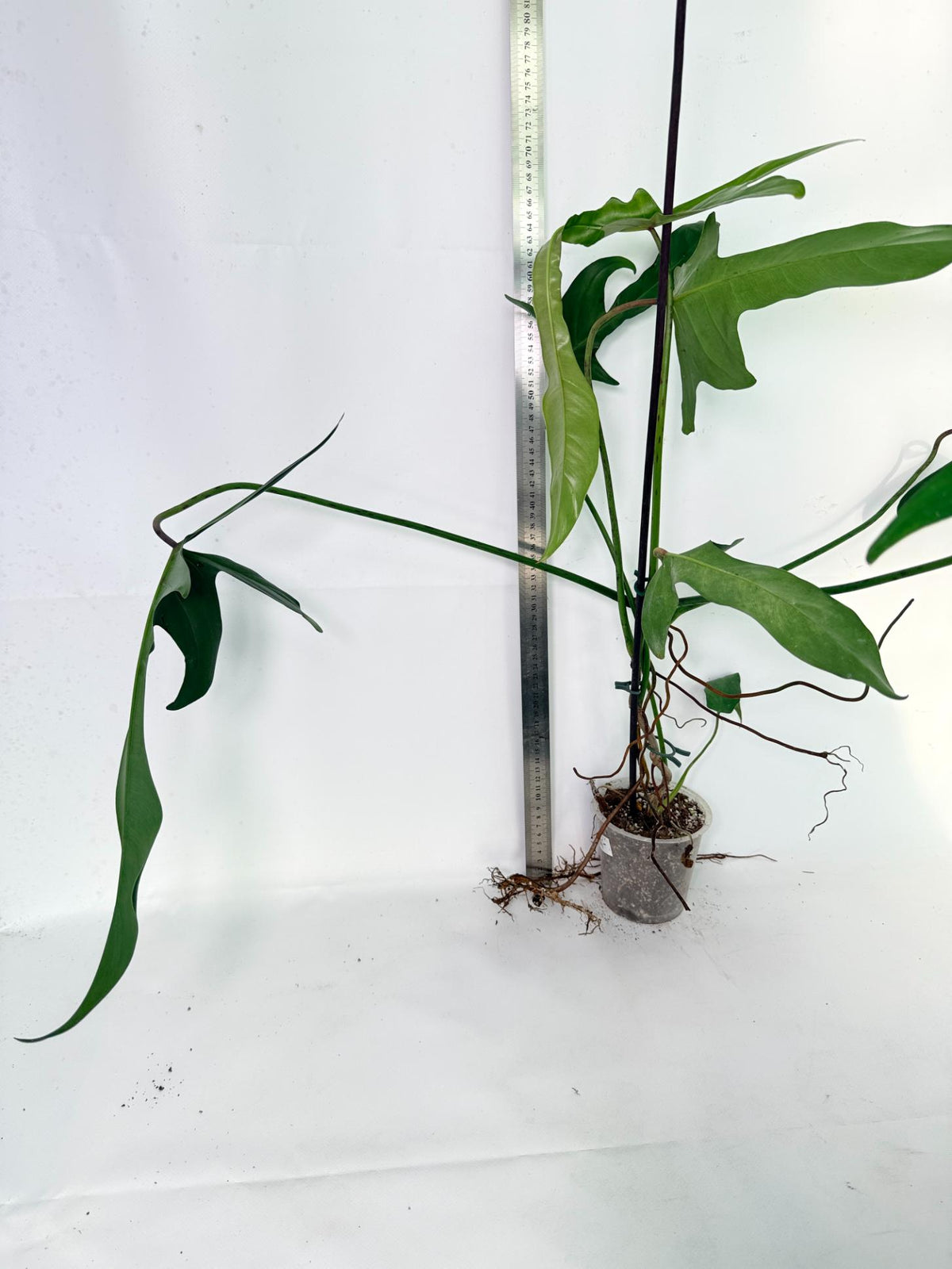 Philodendron Longilobatum Lelano Miyano 5