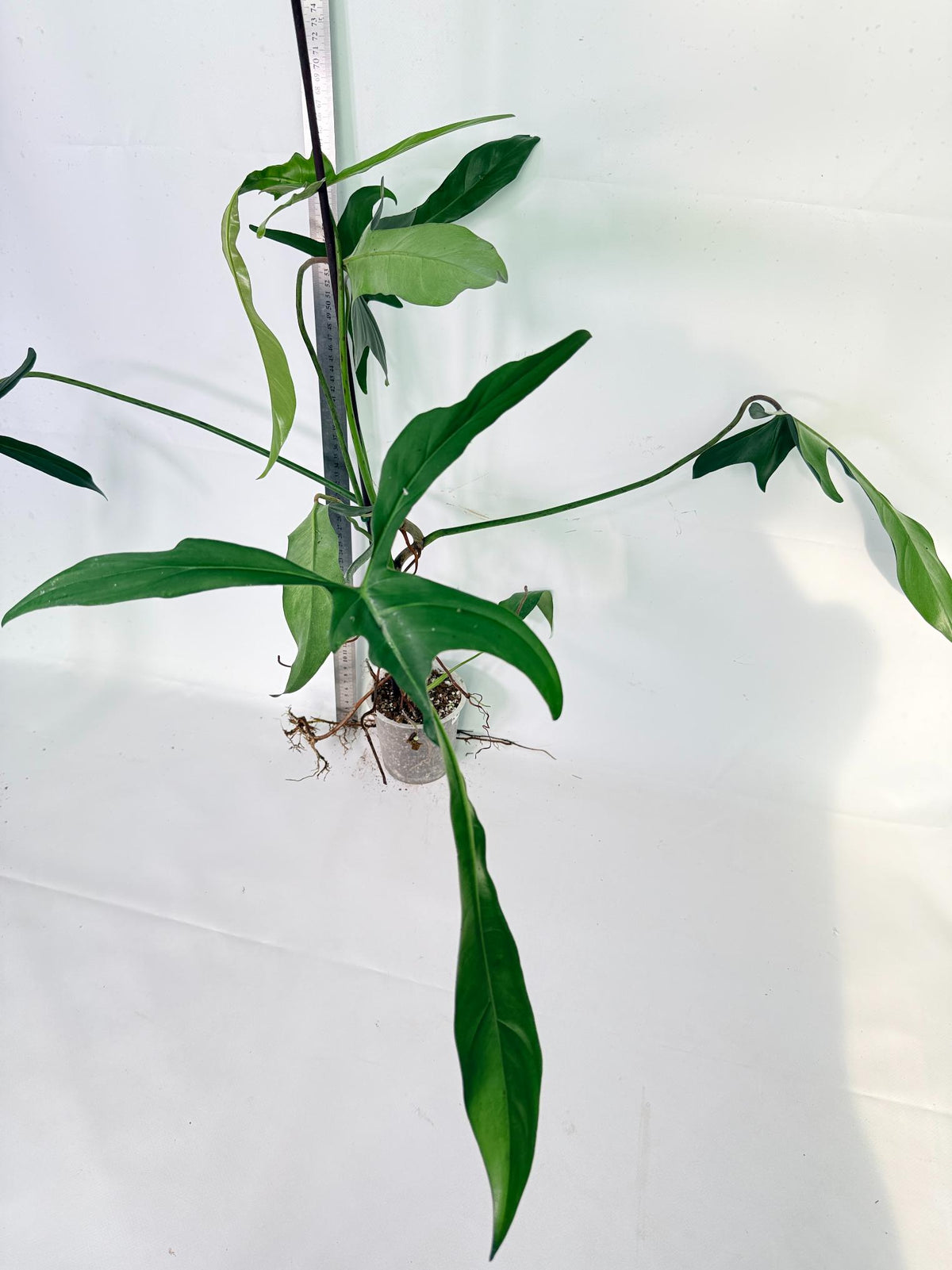 Philodendron Longilobatum Lelano Miyano 6