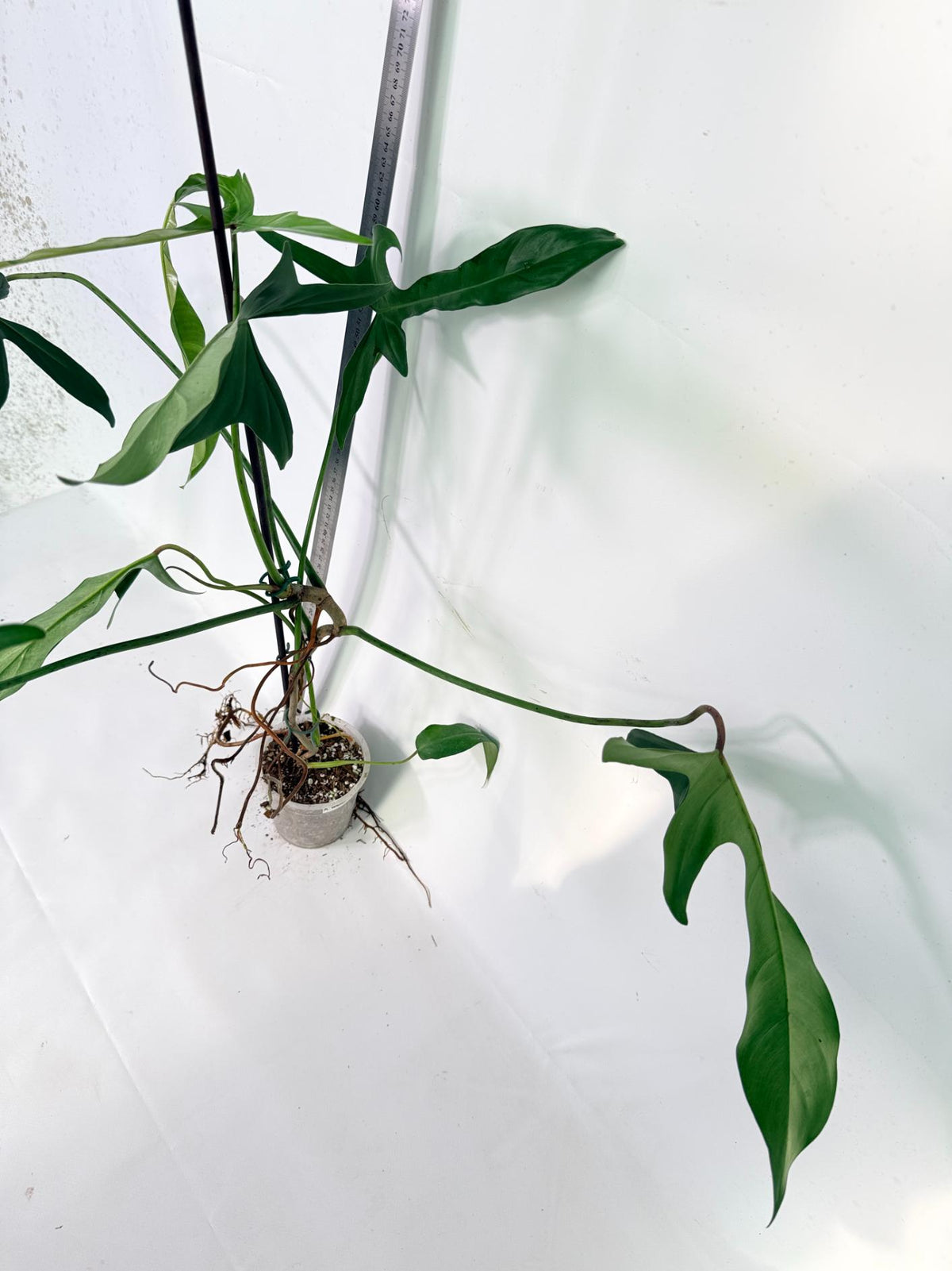 Philodendron Longilobatum Lelano Miyano 8