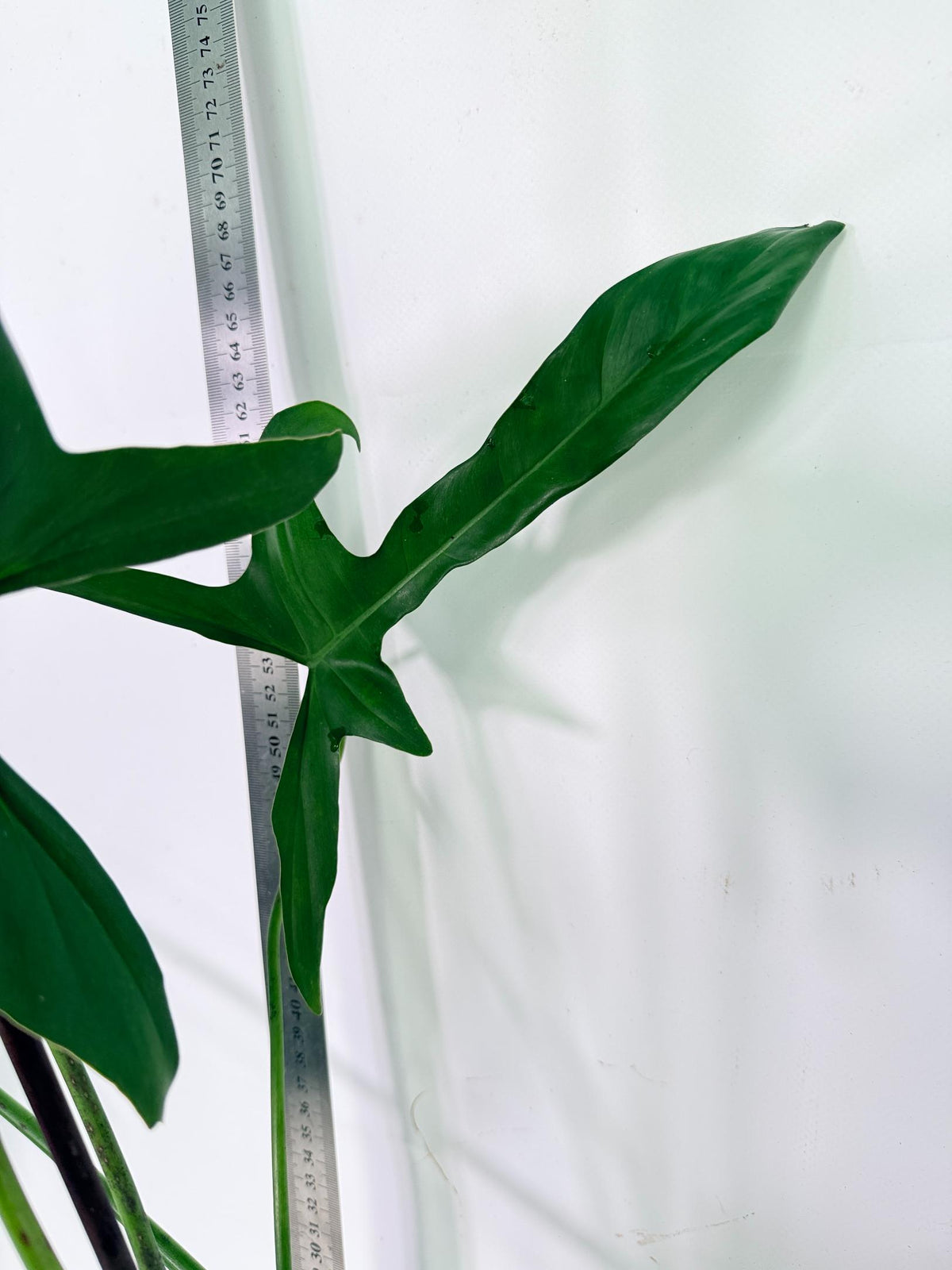 Philodendron Longilobatum Lelano Miyano 7