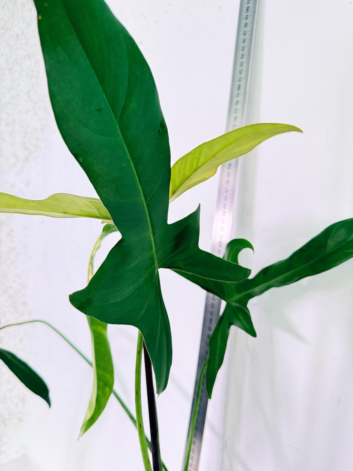 Philodendron Longilobatum Lelano Miyano 2