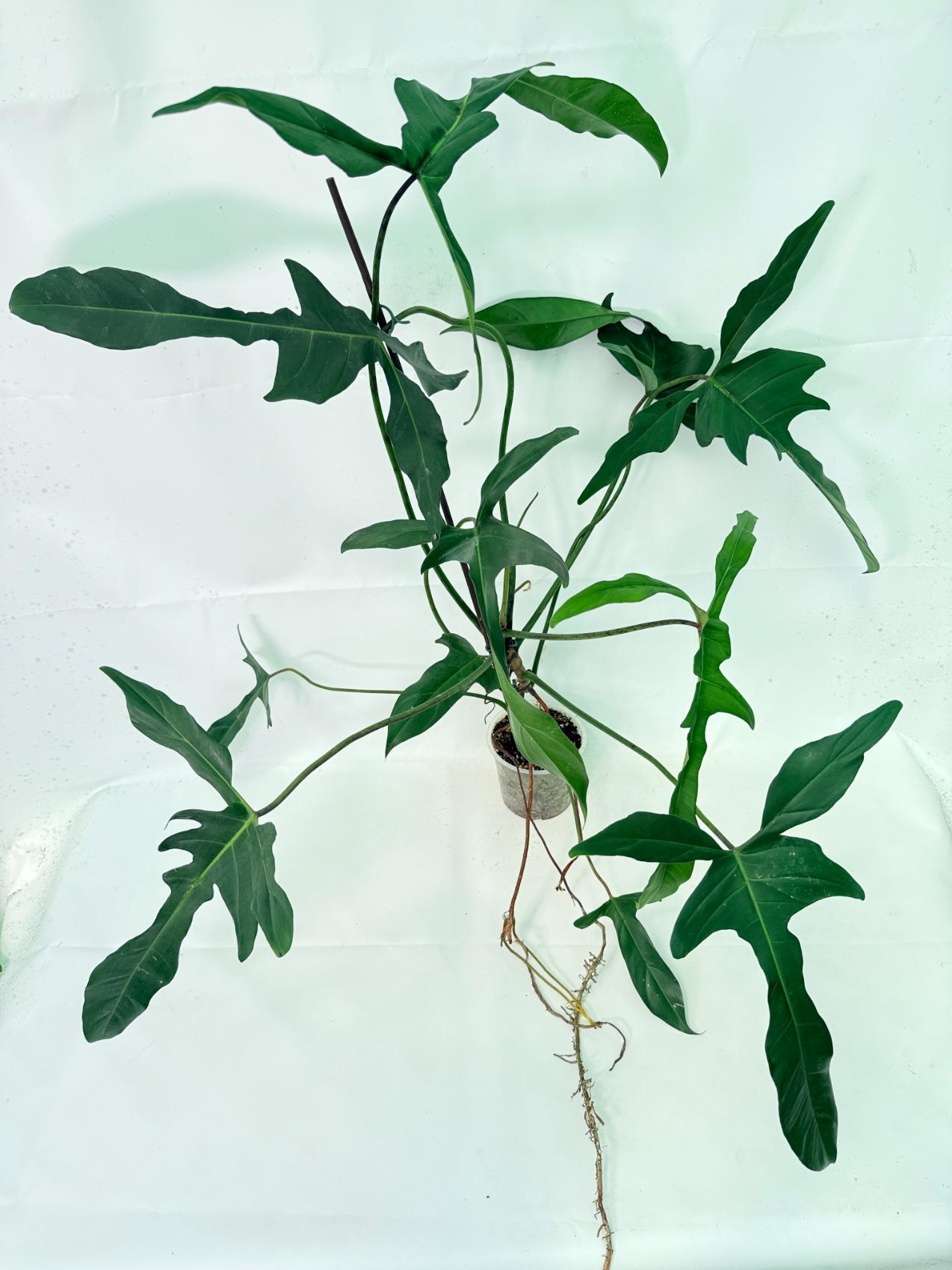 Philodendron Longilobatum Lelano Miyano XXL 1